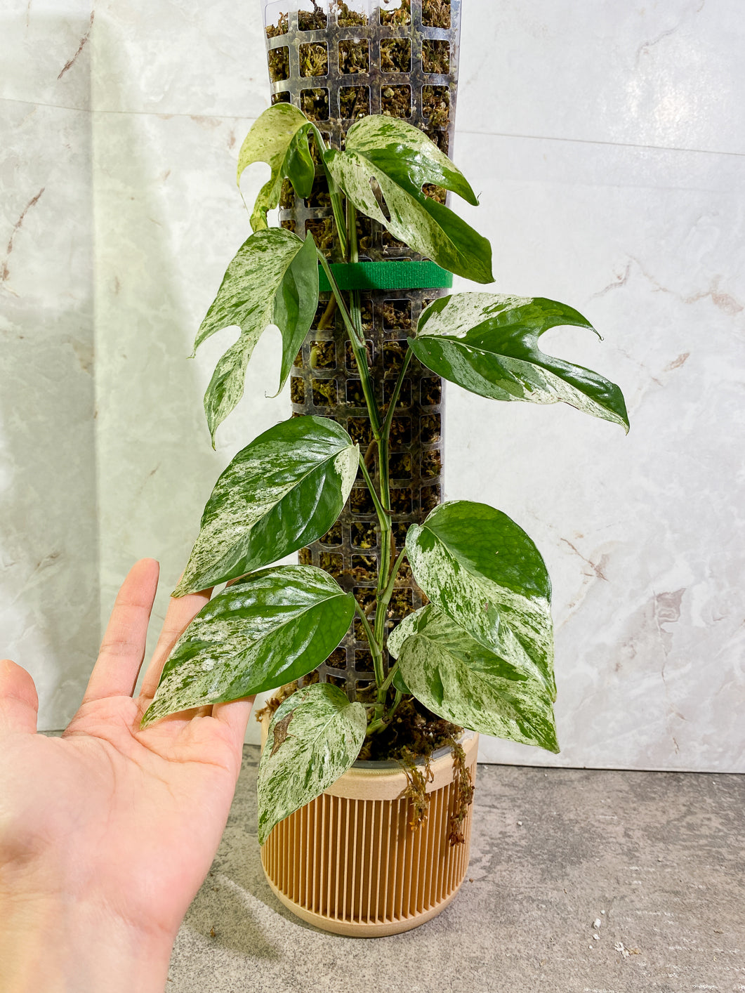 Epipremnum Pinnatum Marble full plant slightly rooted in moss