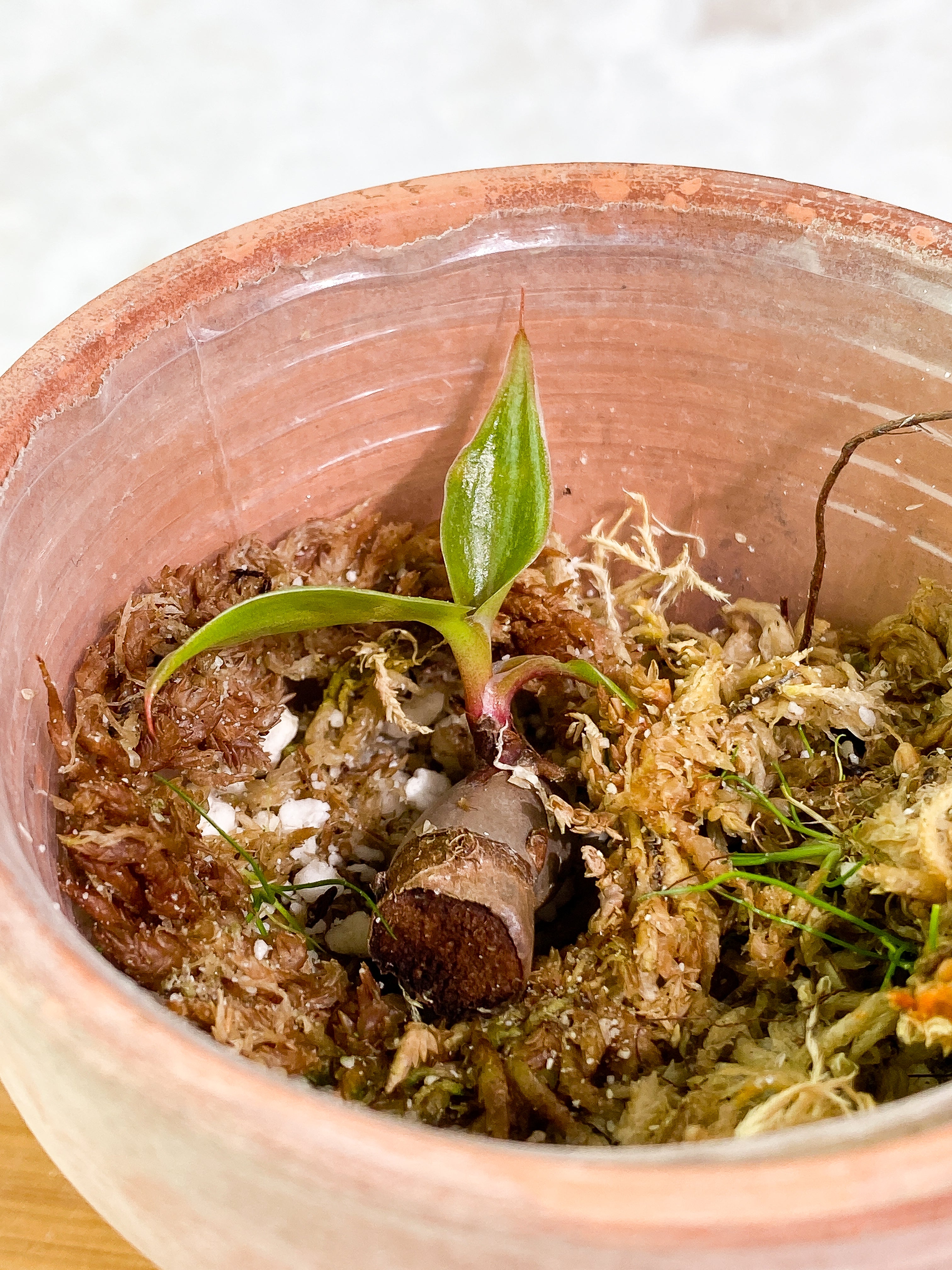 Philodendron White knight tricolor slightly rooted  node 3leaves
