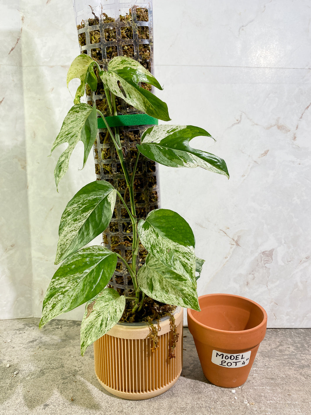Epipremnum Pinnatum Marble full plant slightly rooted in moss