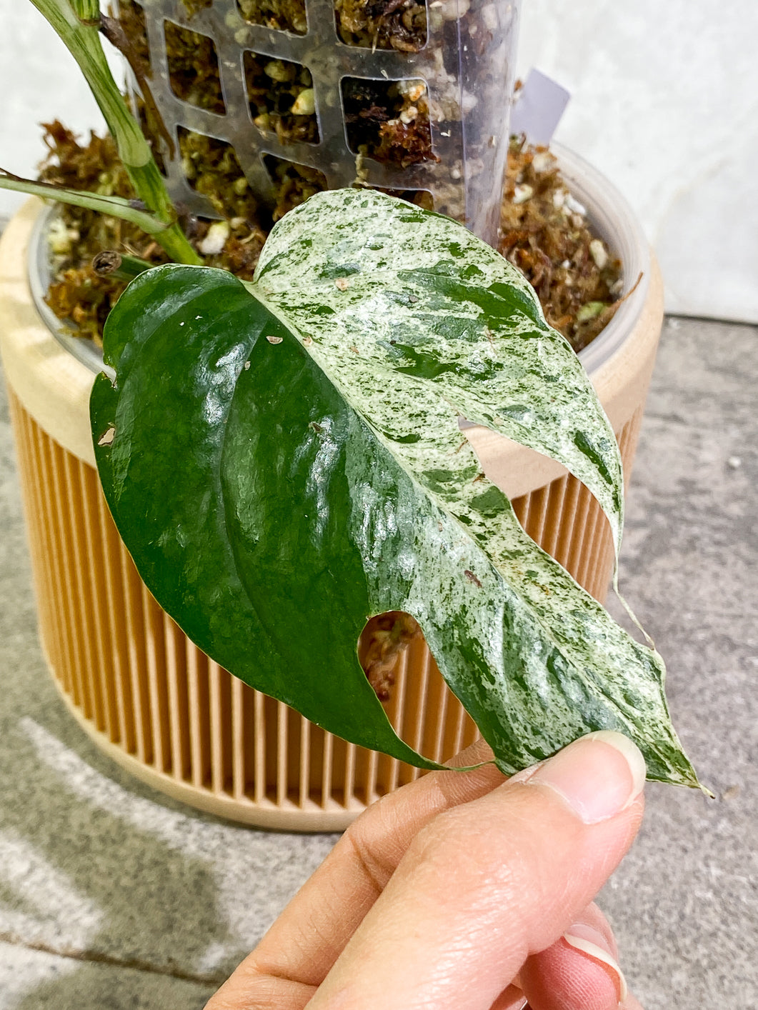 Epipremnum Pinnatum Marble full plant slightly rooted in moss