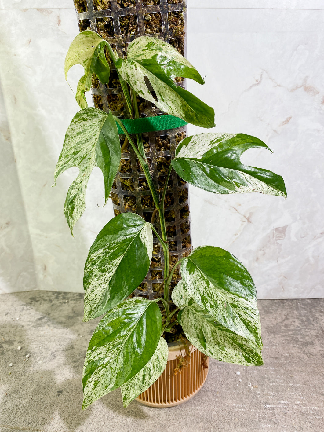 Epipremnum Pinnatum Marble full plant slightly rooted in moss