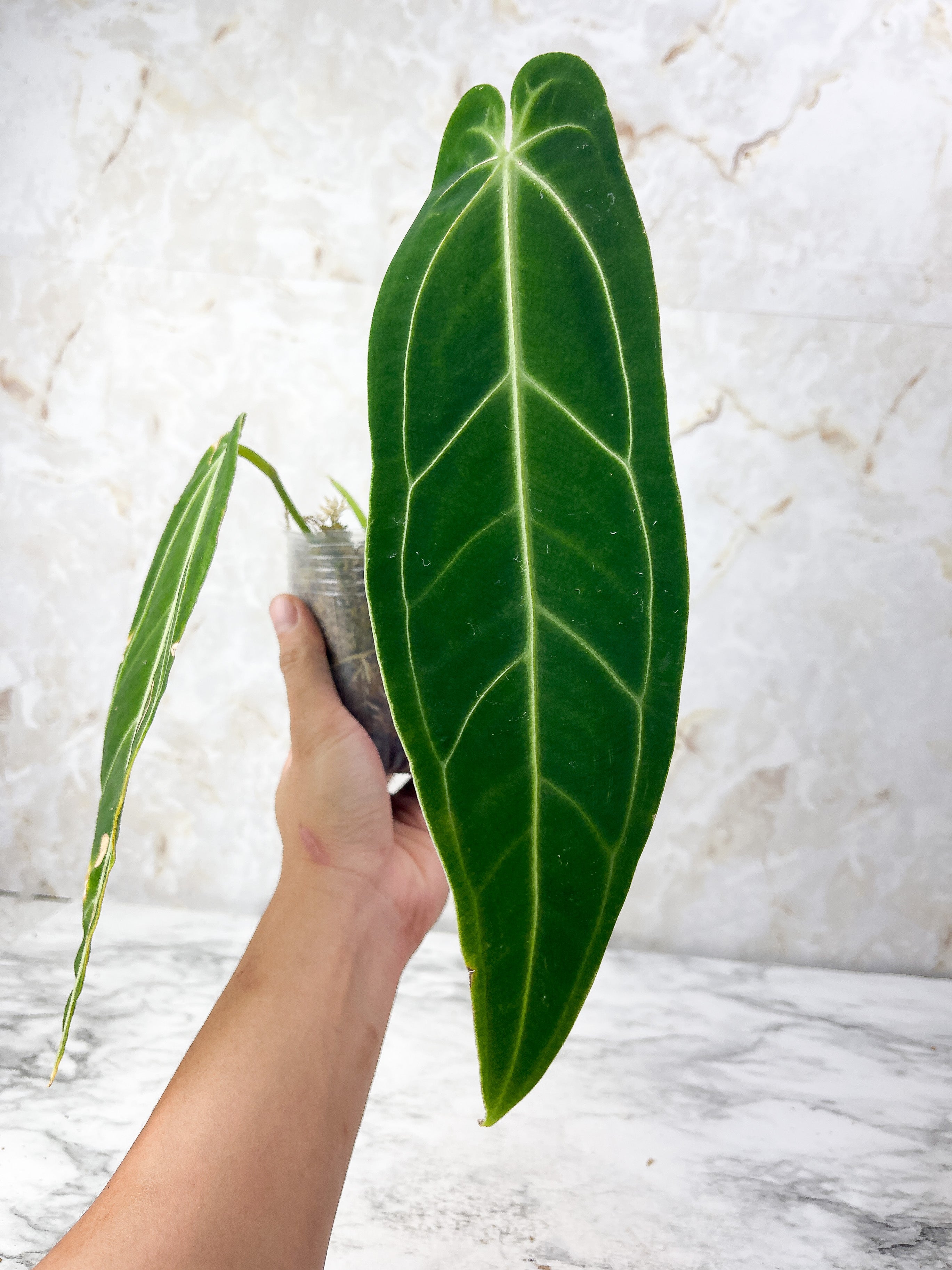 Anthurium Waroqueanum Dark and narrow Rooted