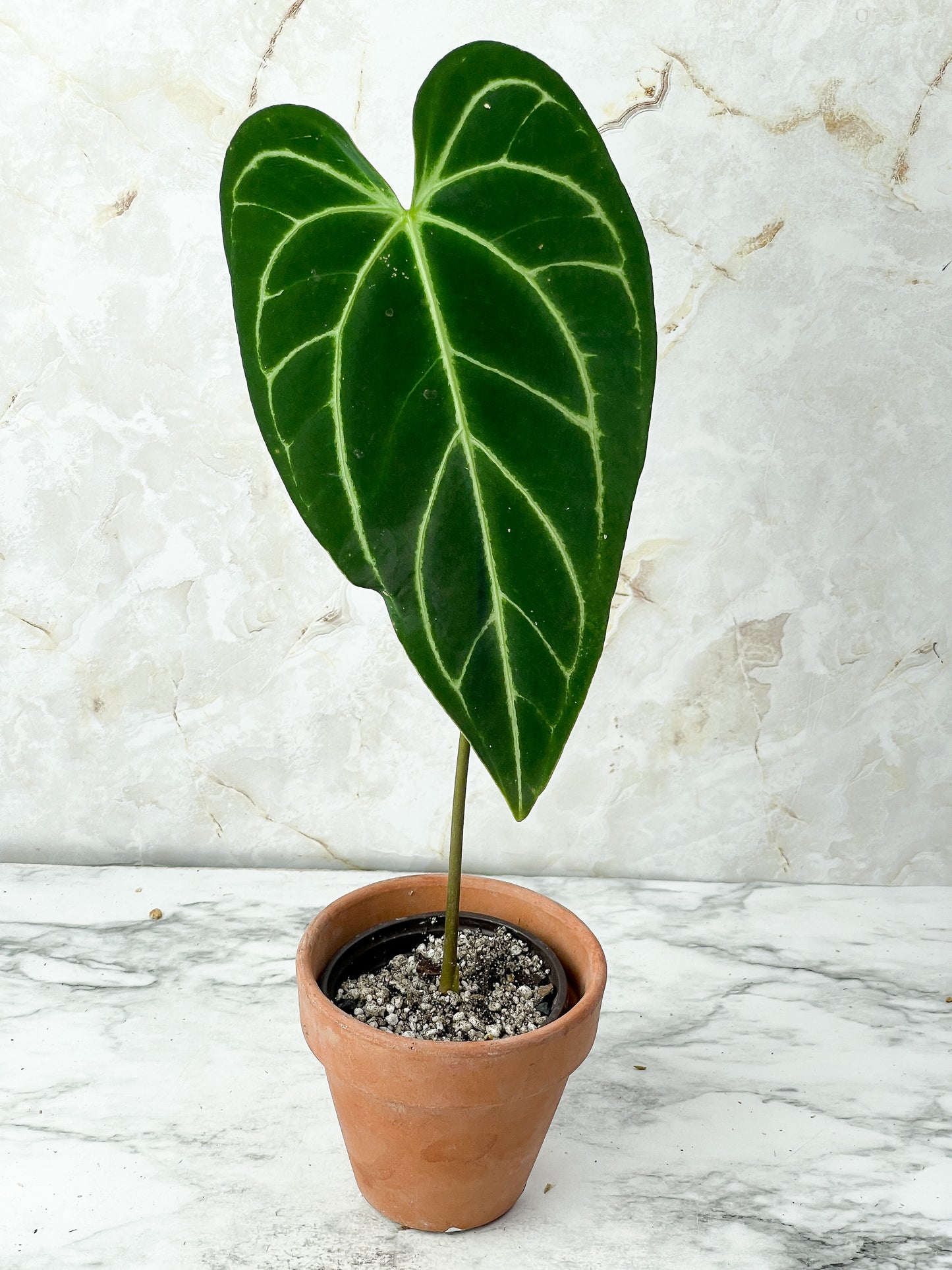 Anthurium Regale rooted