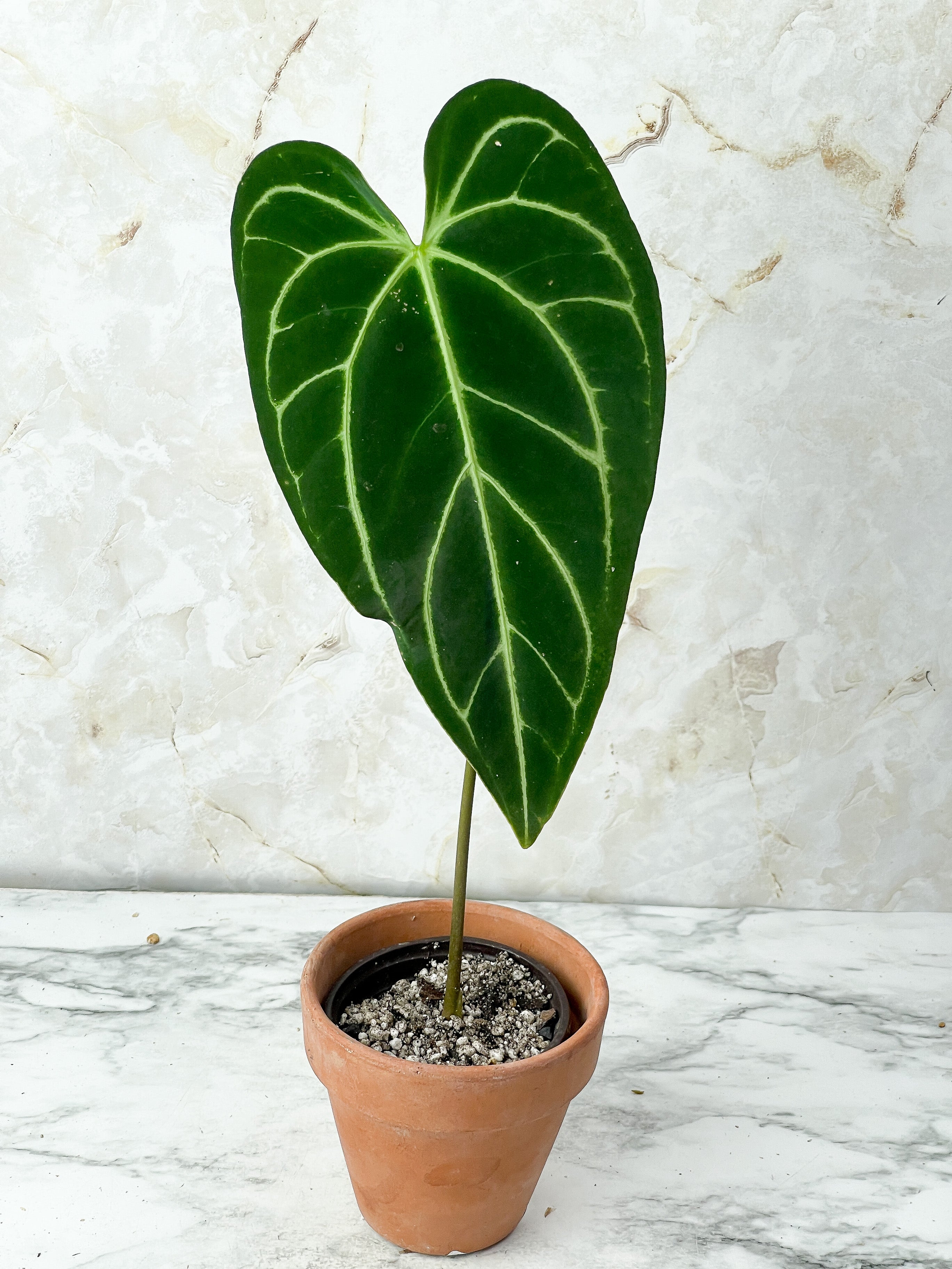 Anthurium Regale rooted