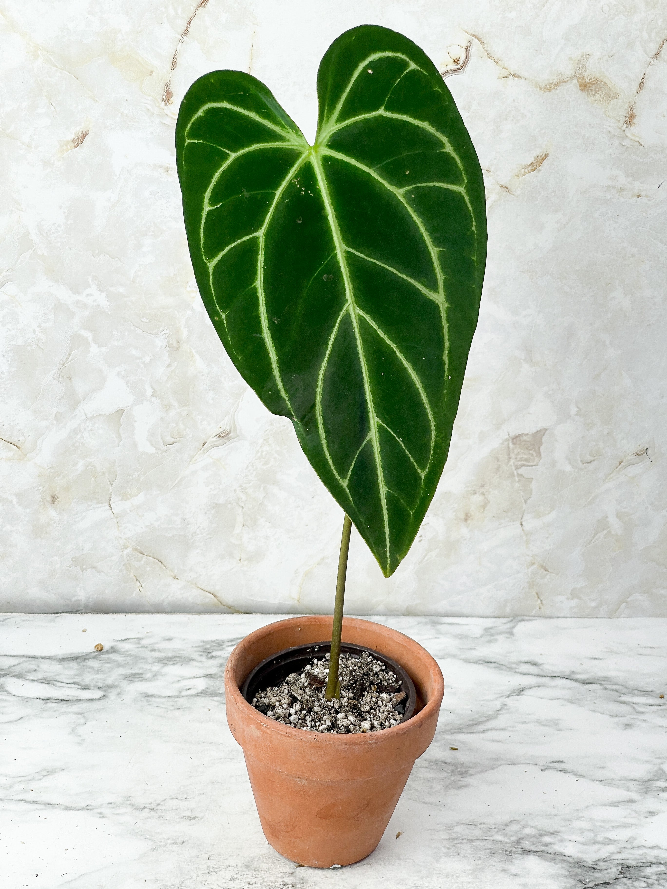 Anthurium Regale rooted