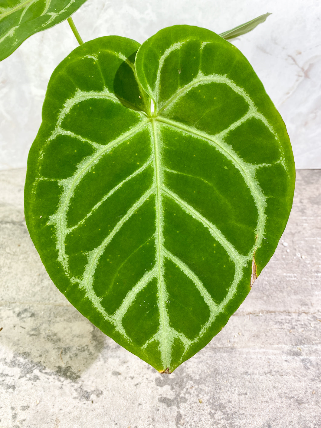 Anthurium Silver Hope  3 leaves 1 sprout Slightly Rooted