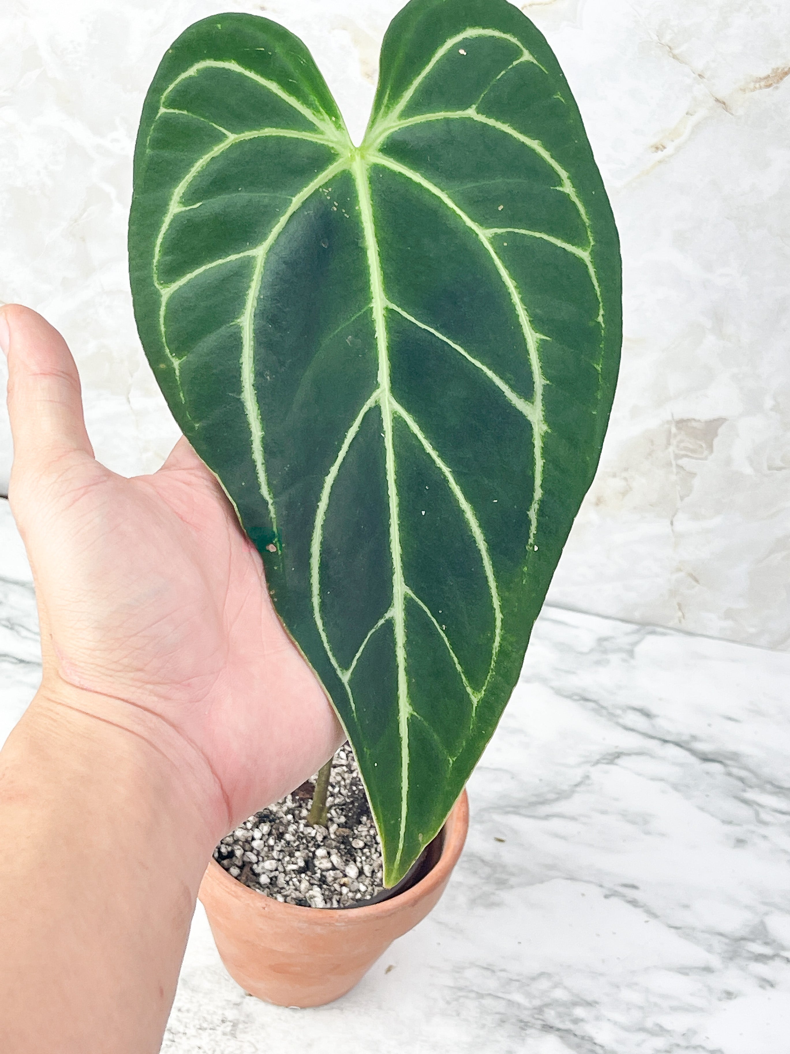 Anthurium Regale rooted