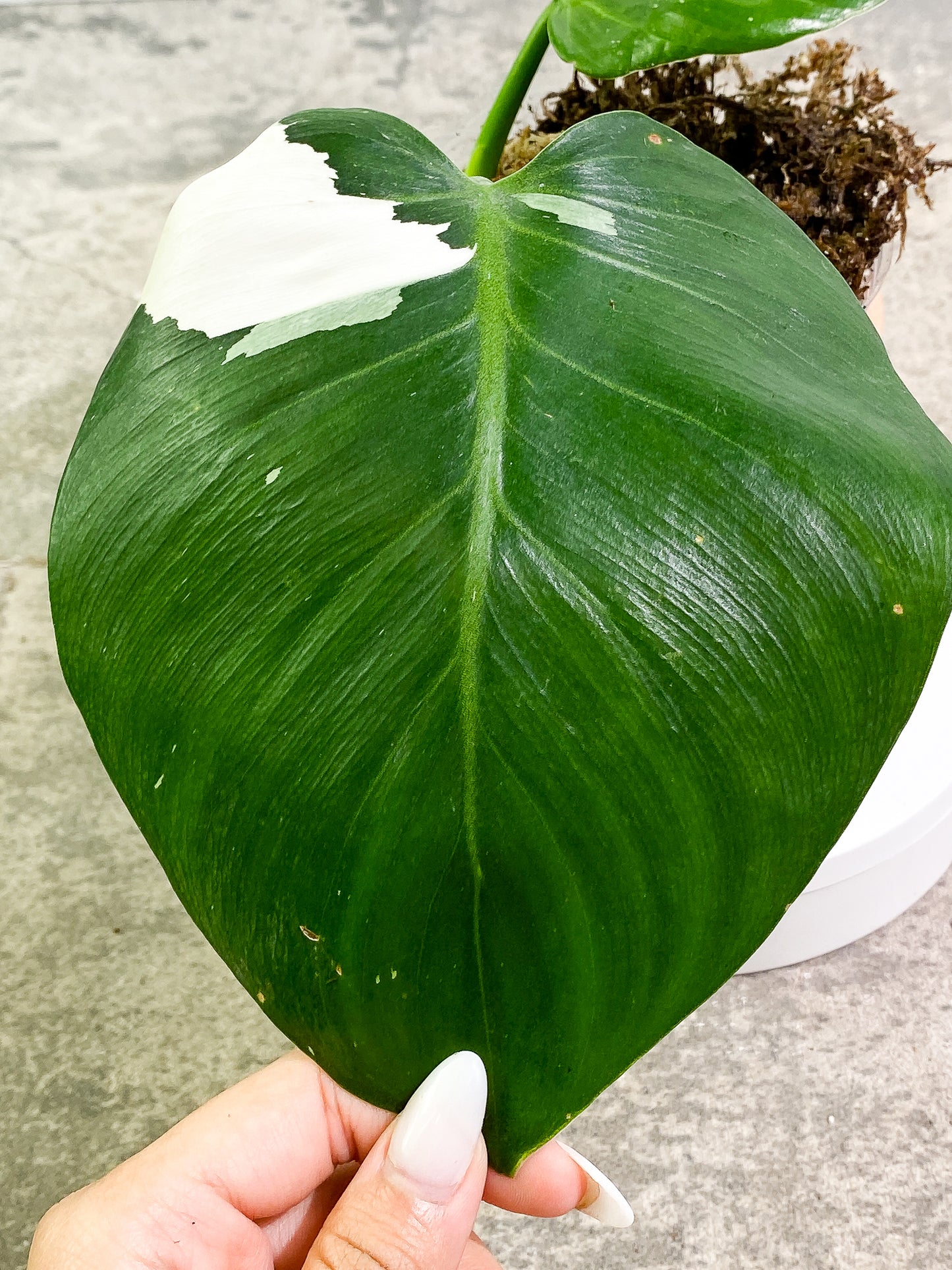 Philodendron White Wizard 2 leaves slightly rooted