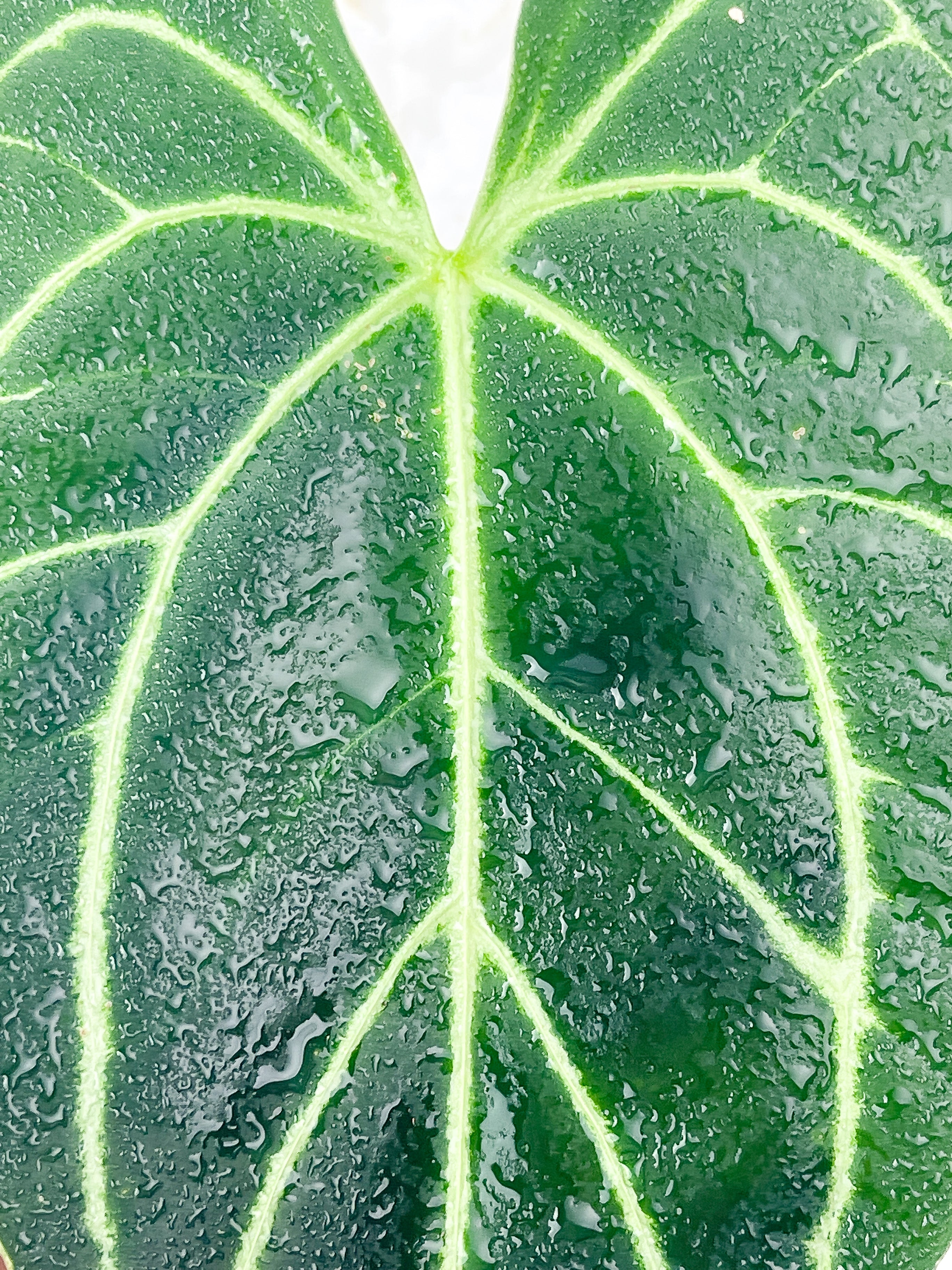 Anthurium Regale rooted