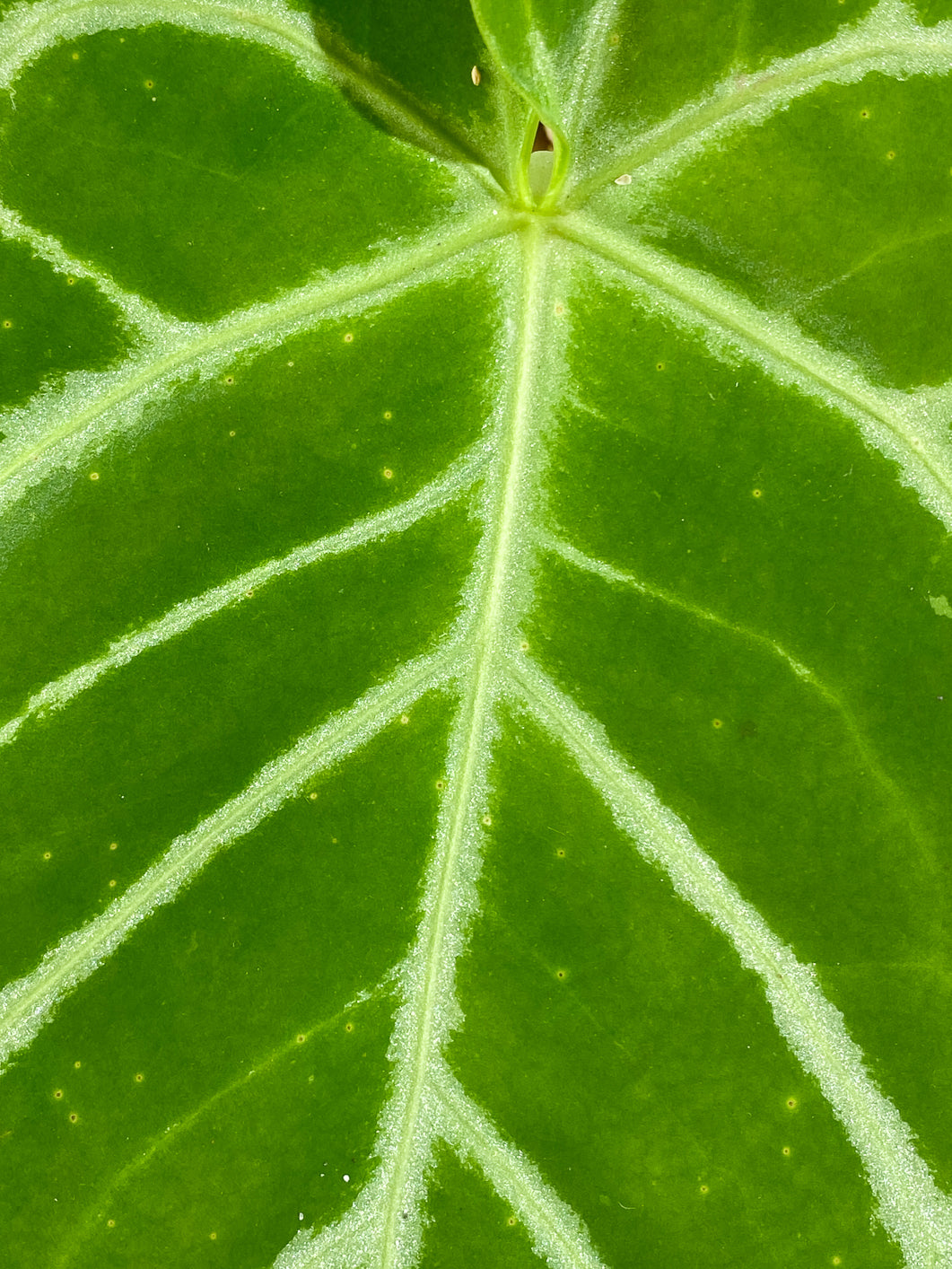 Anthurium Silver Hope  3 leaves 1 sprout Slightly Rooted