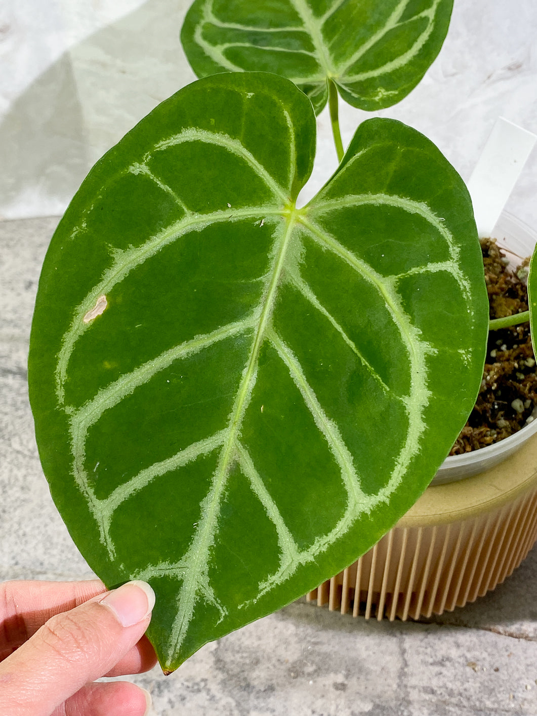 Anthurium Silver Hope  3 leaves 1 sprout Slightly Rooted