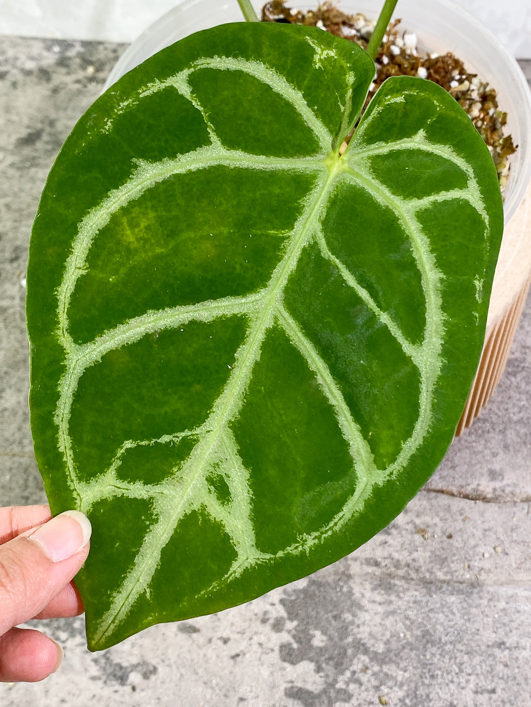 Anthurium Silver Hope  3 leaves 1 sprout Slightly Rooted