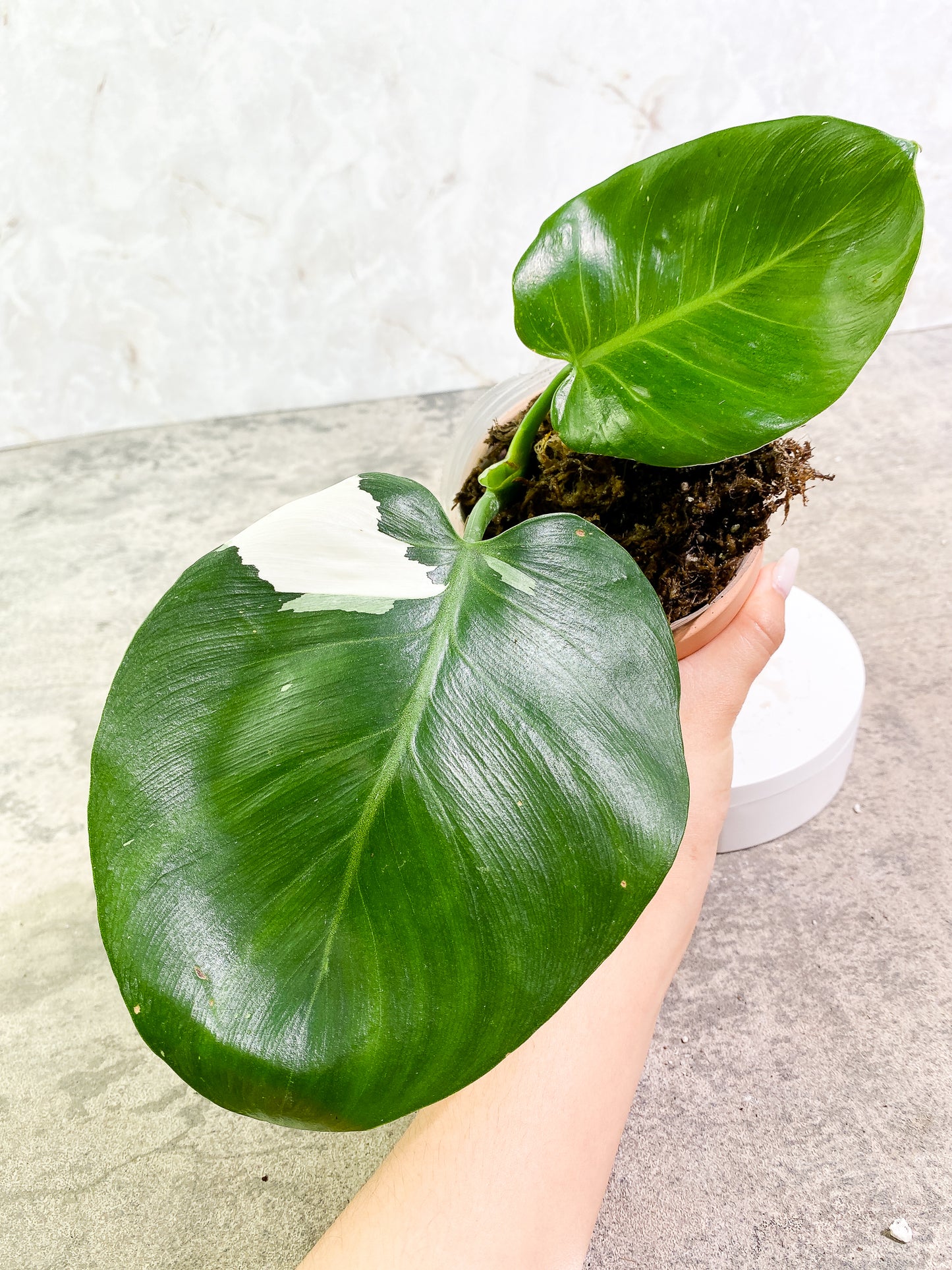 Philodendron White Wizard 2 leaves slightly rooted