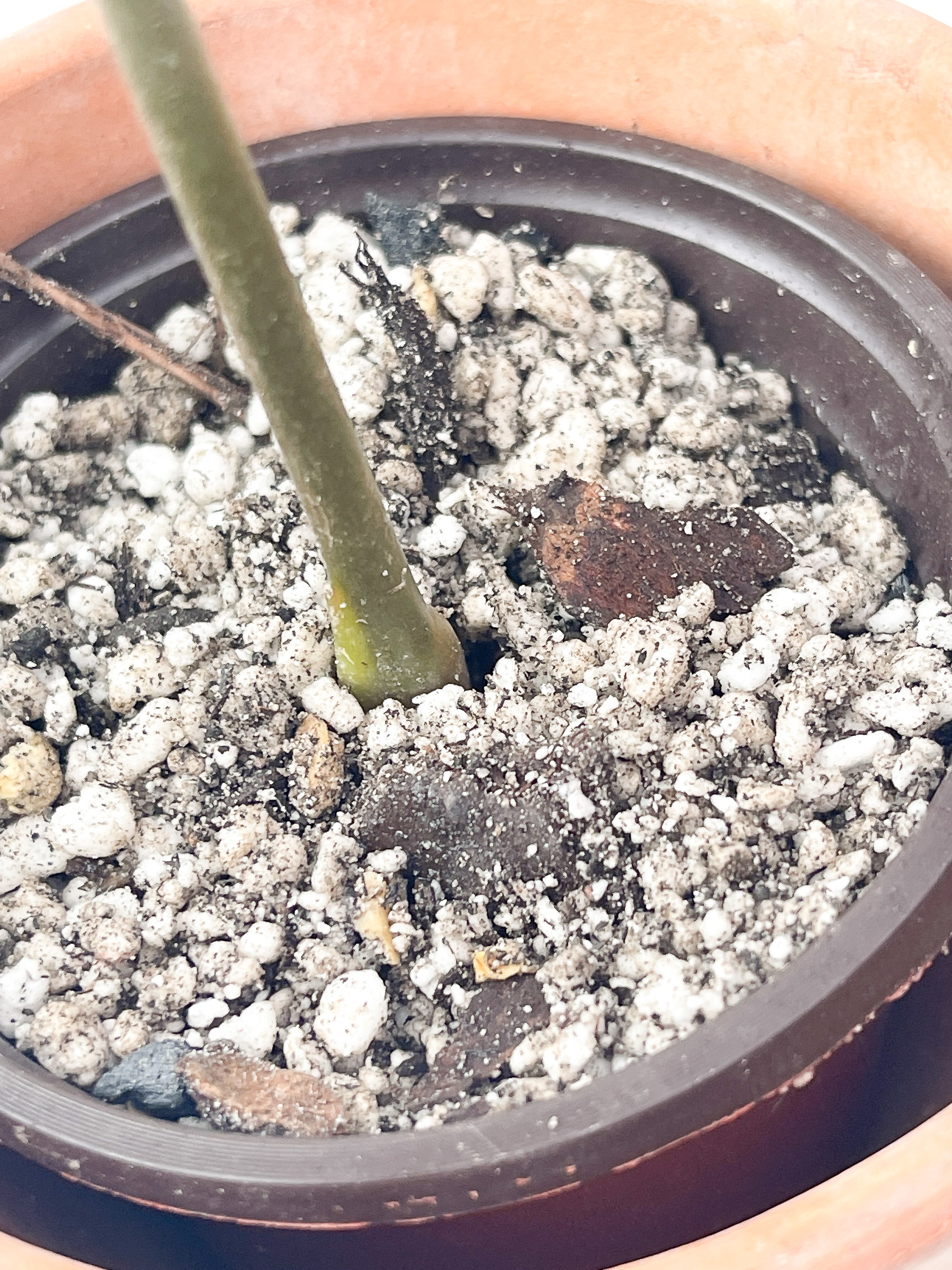 Anthurium Regale rooted