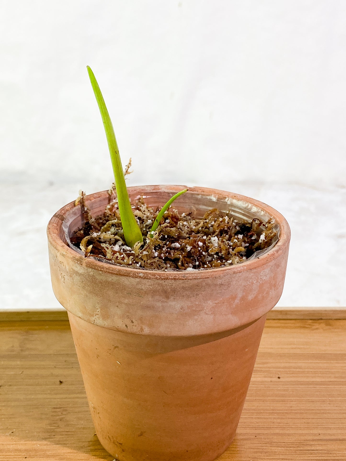 Philodendron Heterocraspedon rooting top cutting sprout