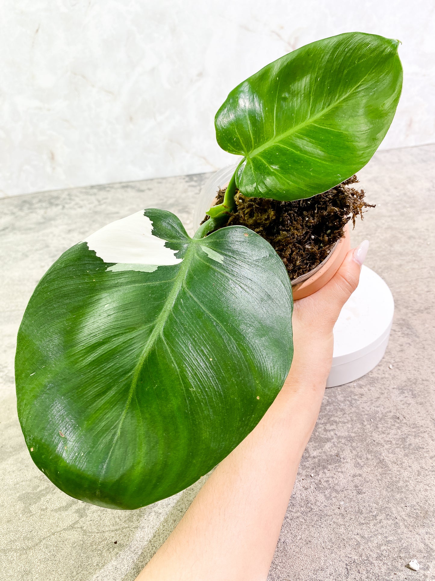 Philodendron White Wizard 2 leaves slightly rooted