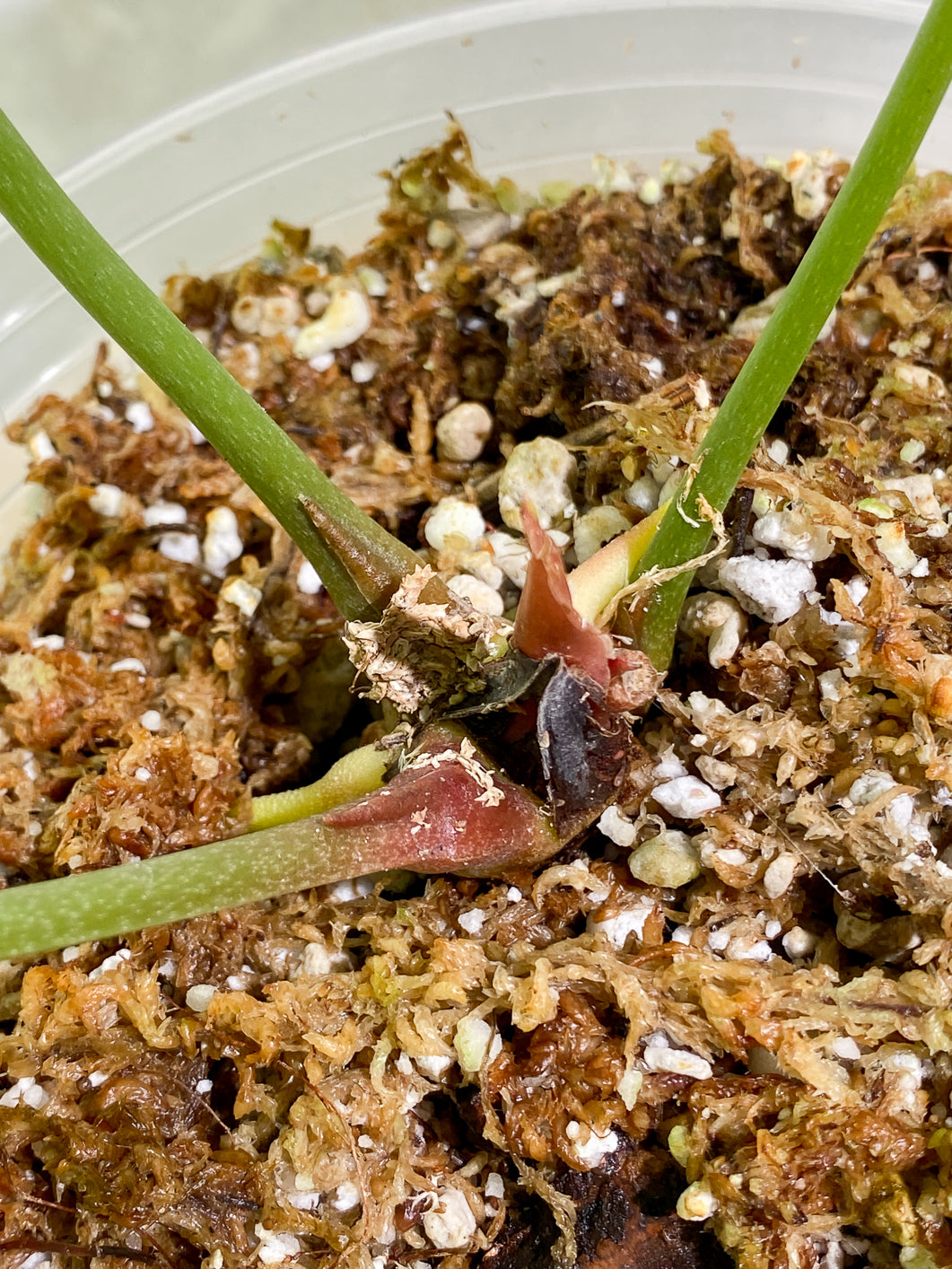 Anthurium Silver Hope  3 leaves 1 sprout Slightly Rooted