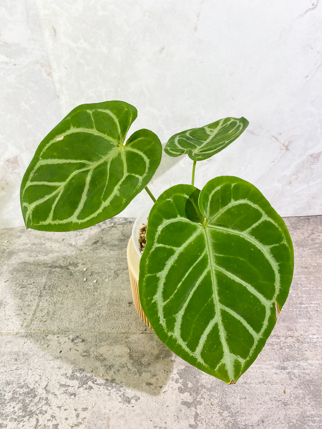 Anthurium Silver Hope  3 leaves 1 sprout Slightly Rooted