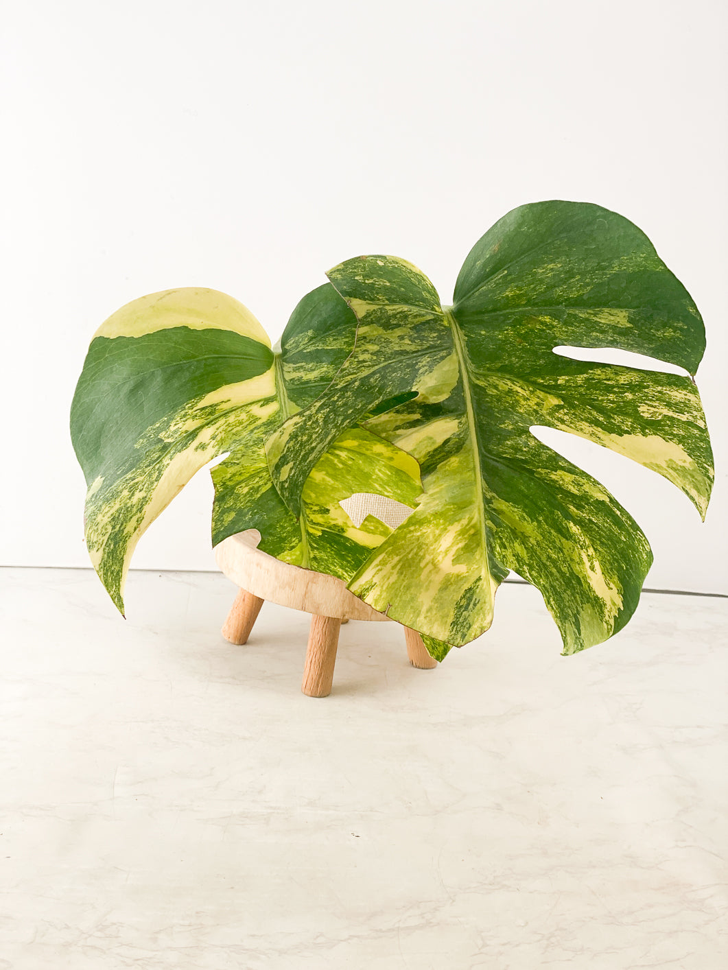 Monstera Aurea Tricolor 2 large highly variegated leaves rooting