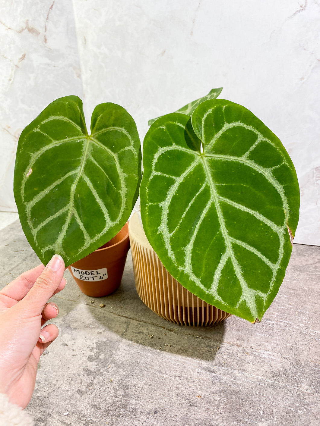 Anthurium Silver Hope  3 leaves 1 sprout Slightly Rooted