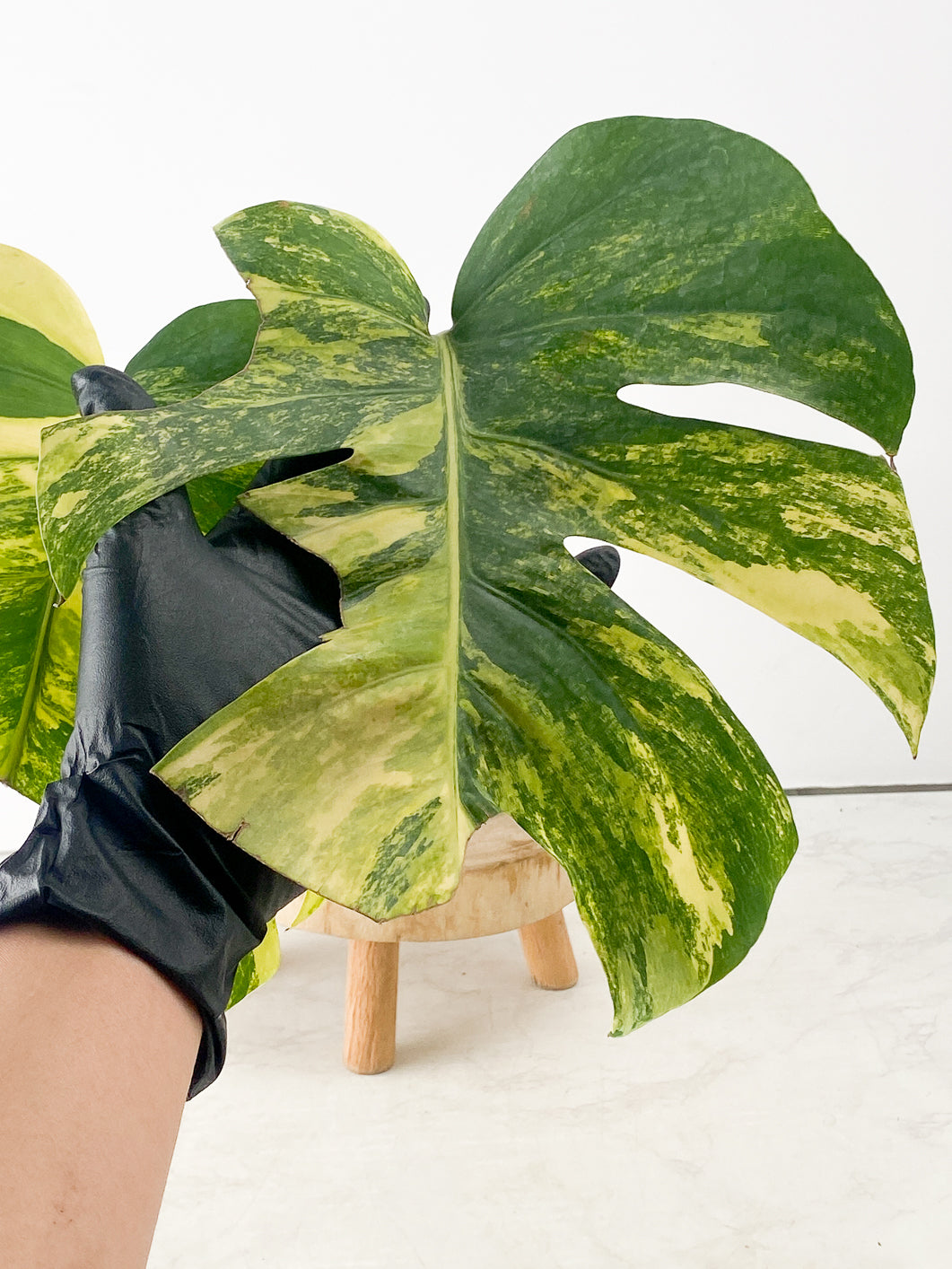 Monstera Aurea Tricolor 2 large highly variegated leaves rooting