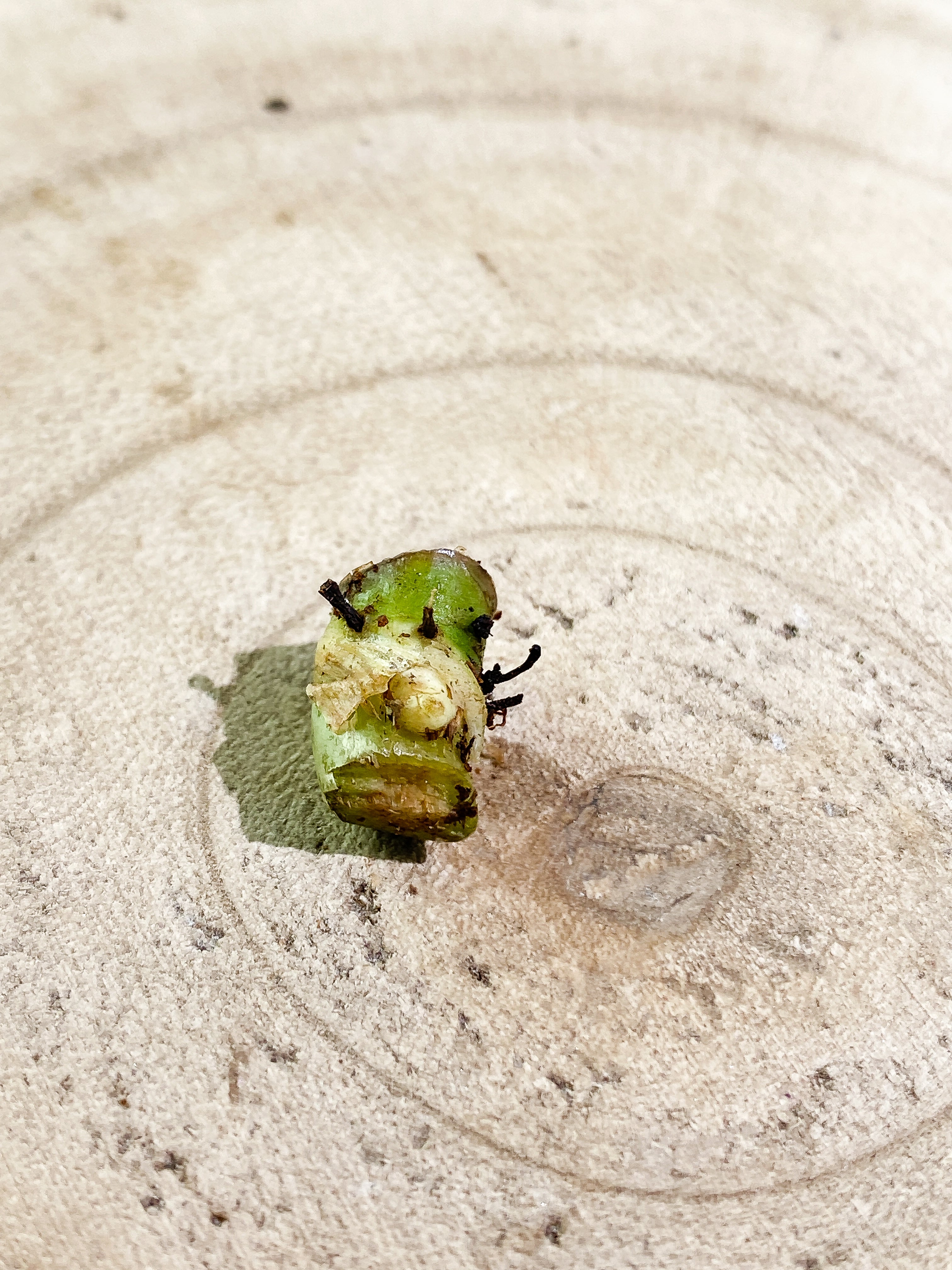 Philodendron verrucosum carmin urooted node