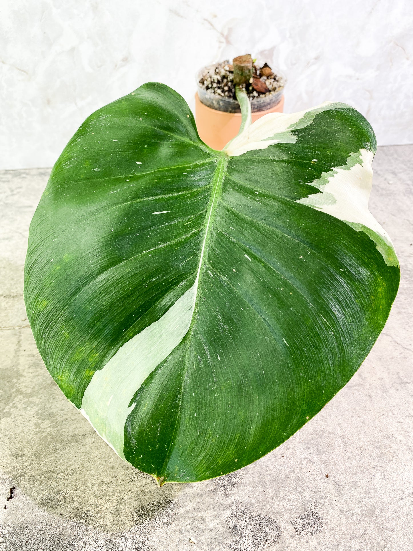 Philodendron White Wizard 1 giant leaf 1 sprout slightly rooted