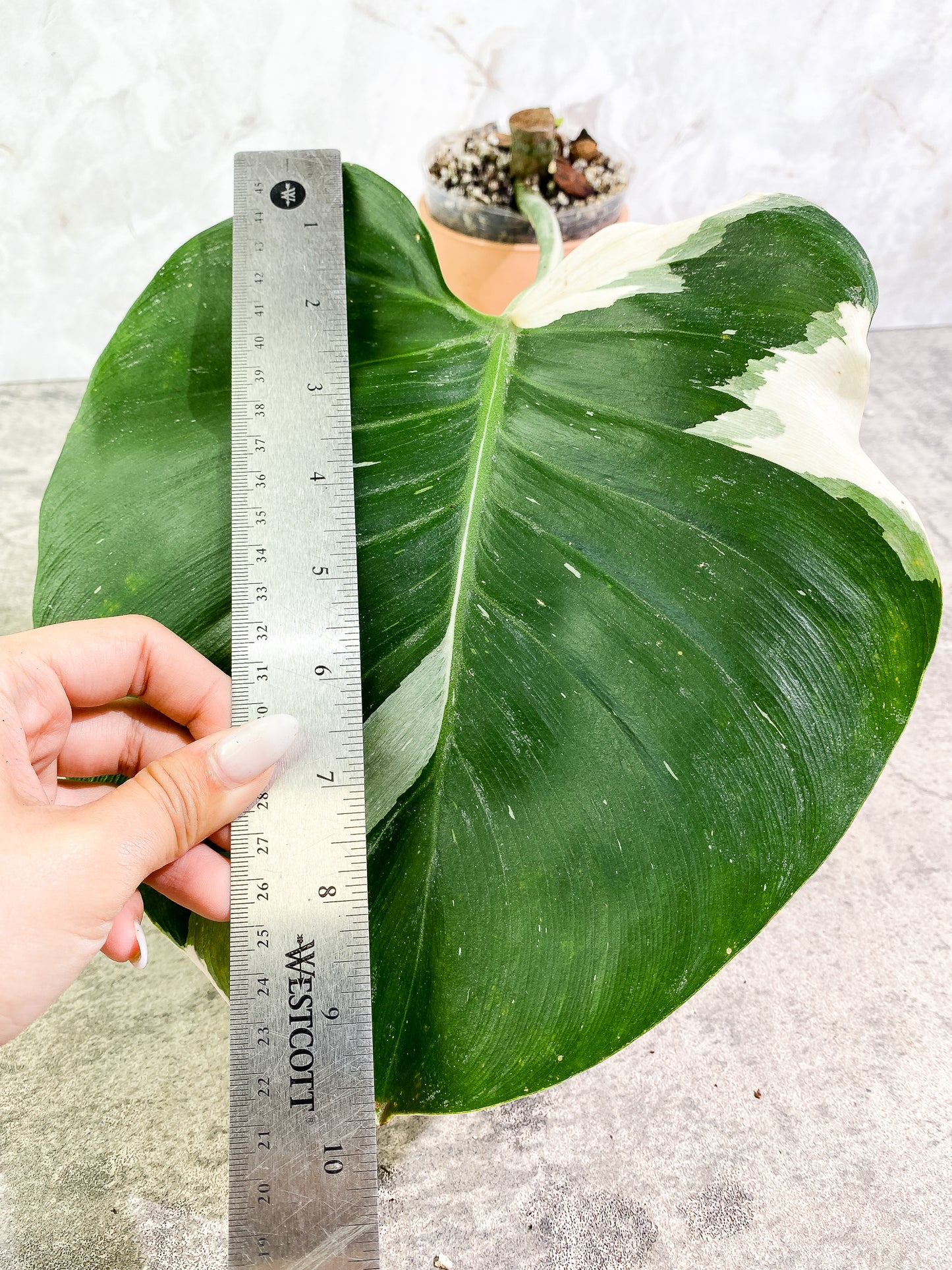 Philodendron White Wizard 1 giant leaf 1 sprout slightly rooted