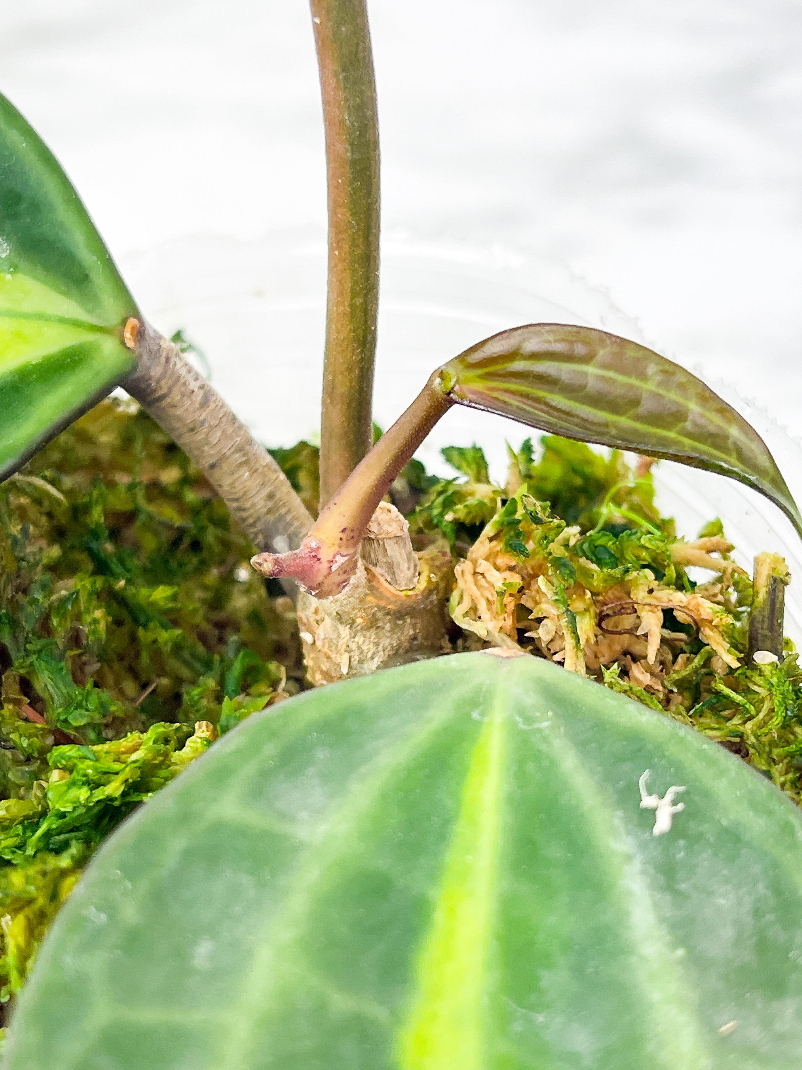 Hoya Macrophylla Pot of Gold Rooted 2 big leaves, 3 baby leaves and 2 buds