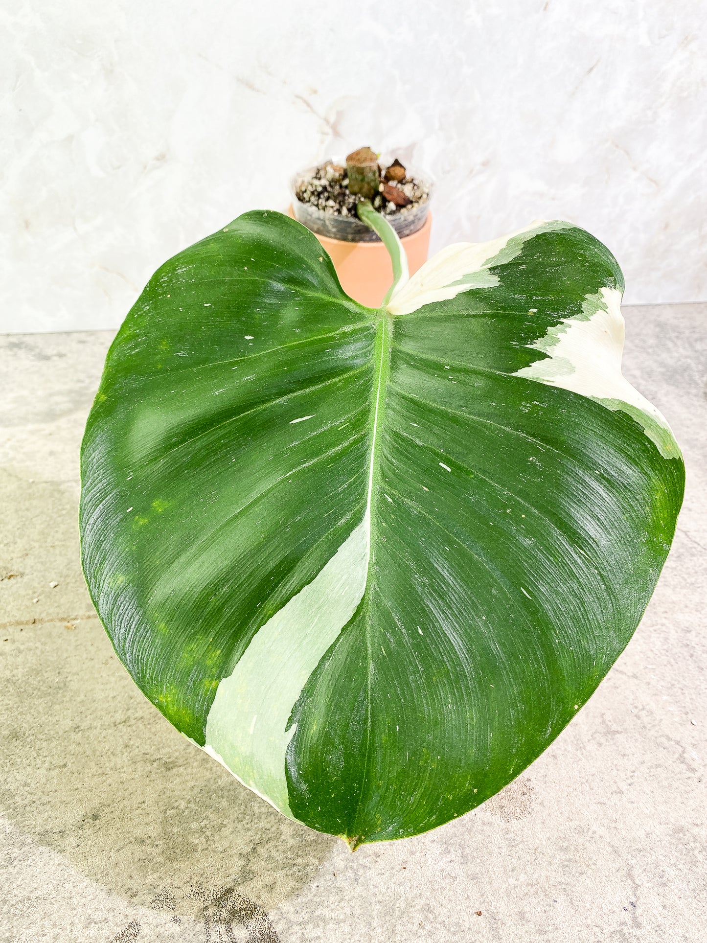 Philodendron White Wizard 1 giant leaf 1 sprout slightly rooted