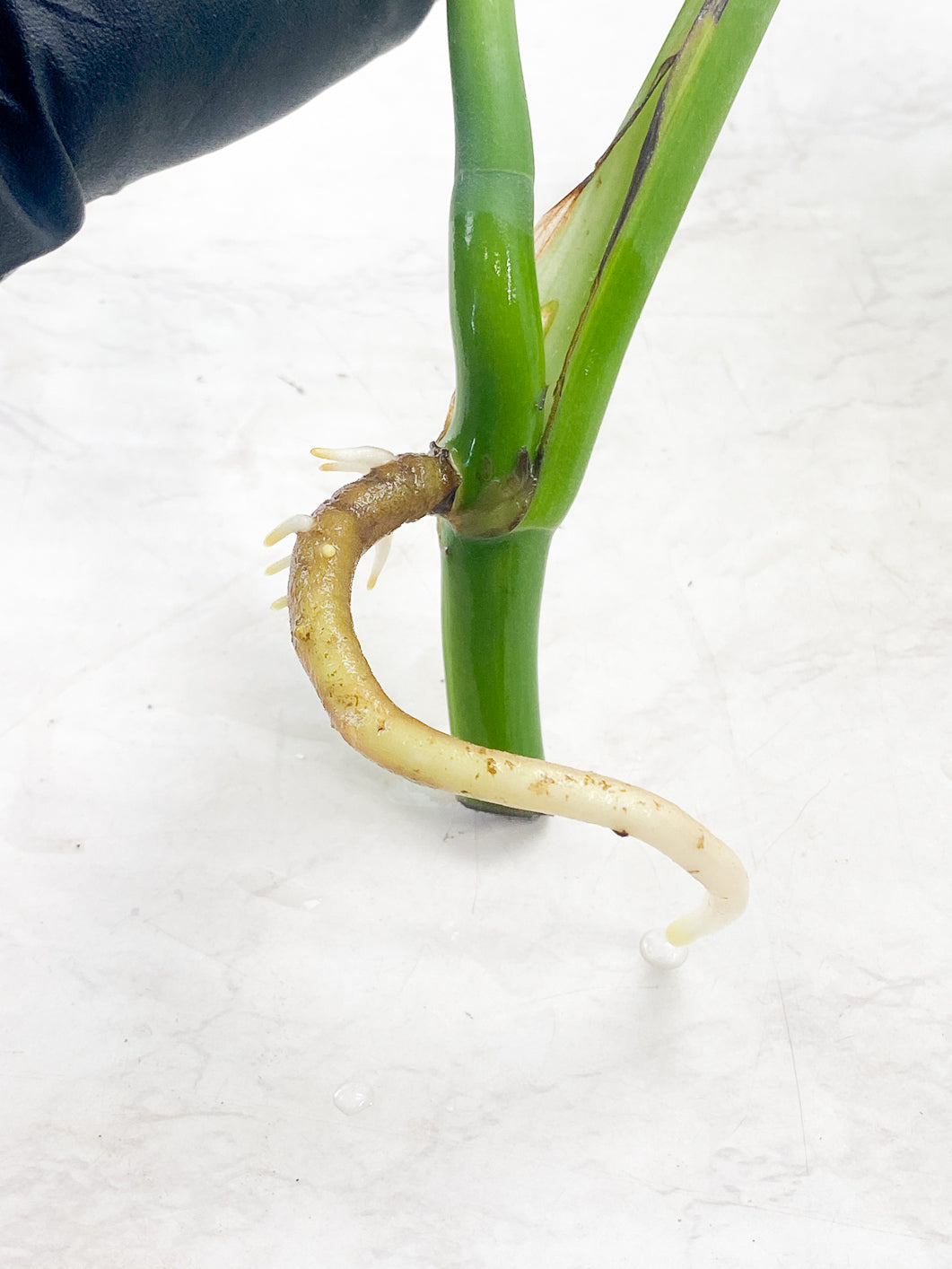 Monstera Aurea Tricolor 2 leaves top cutting rooting