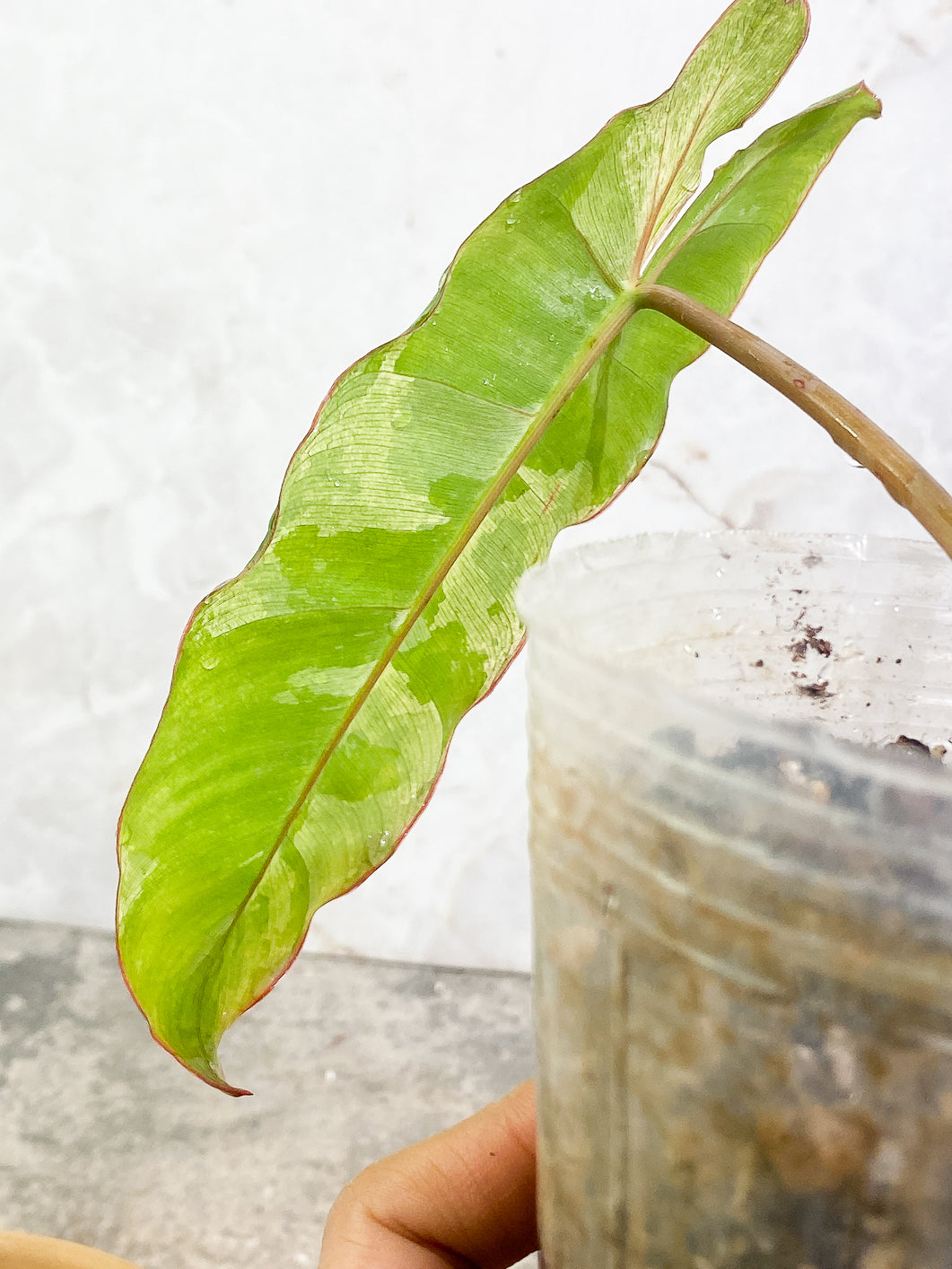 Philodendron Paraiso Verde 1 leaf 1 sprout slightly rooted