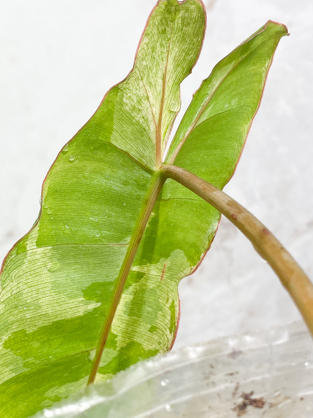 Philodendron Paraiso Verde 1 leaf 1 sprout slightly rooted