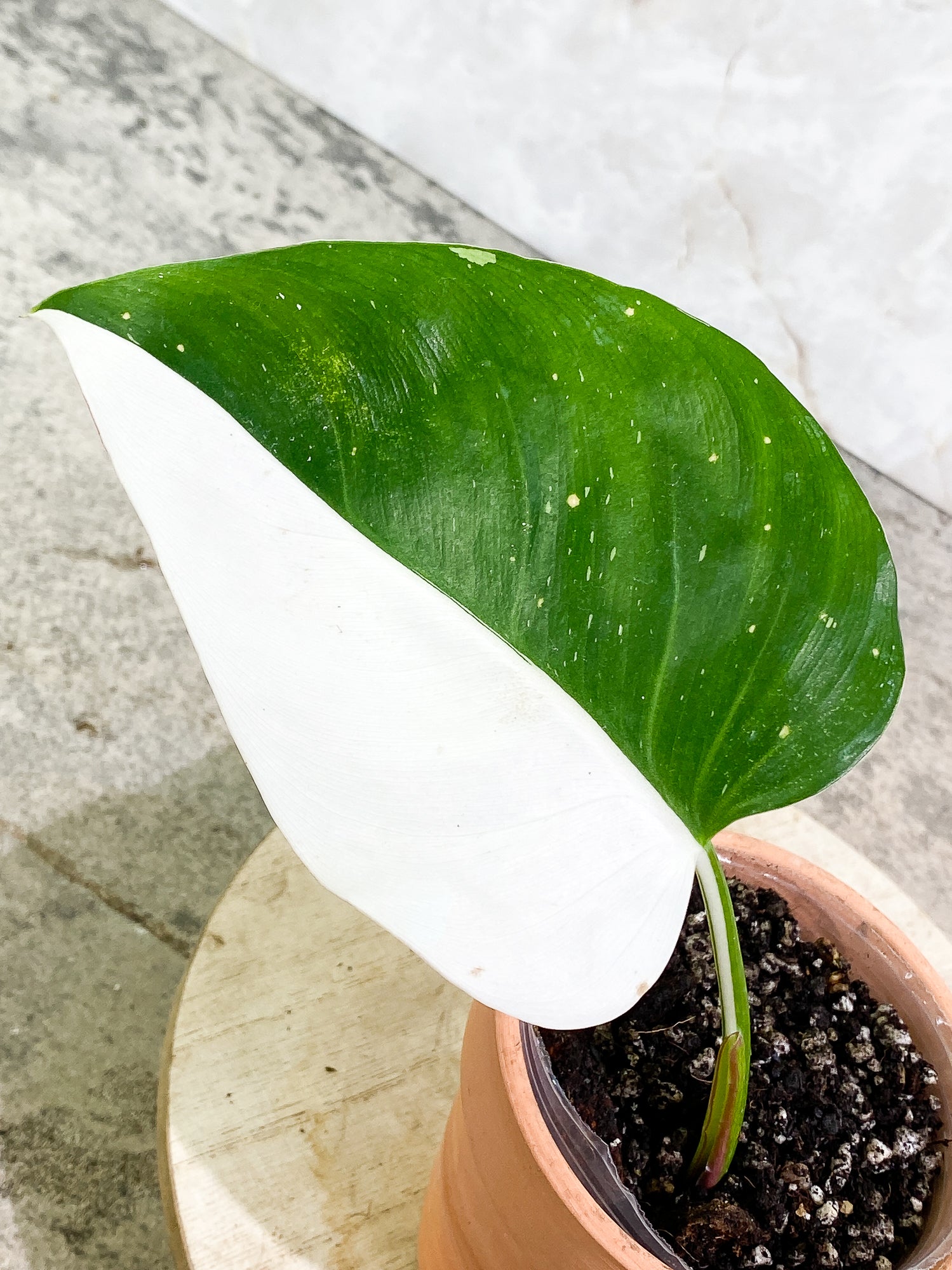 Philodendron white princess half moon 1 leaf fully rooted