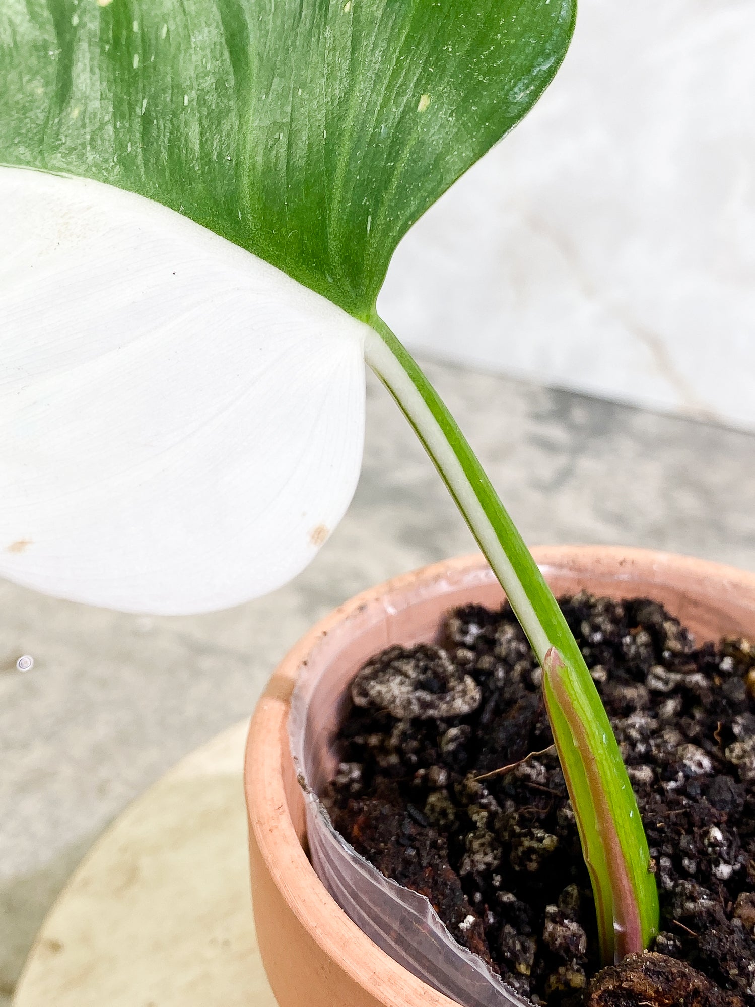 Philodendron white princess half moon 1 leaf fully rooted