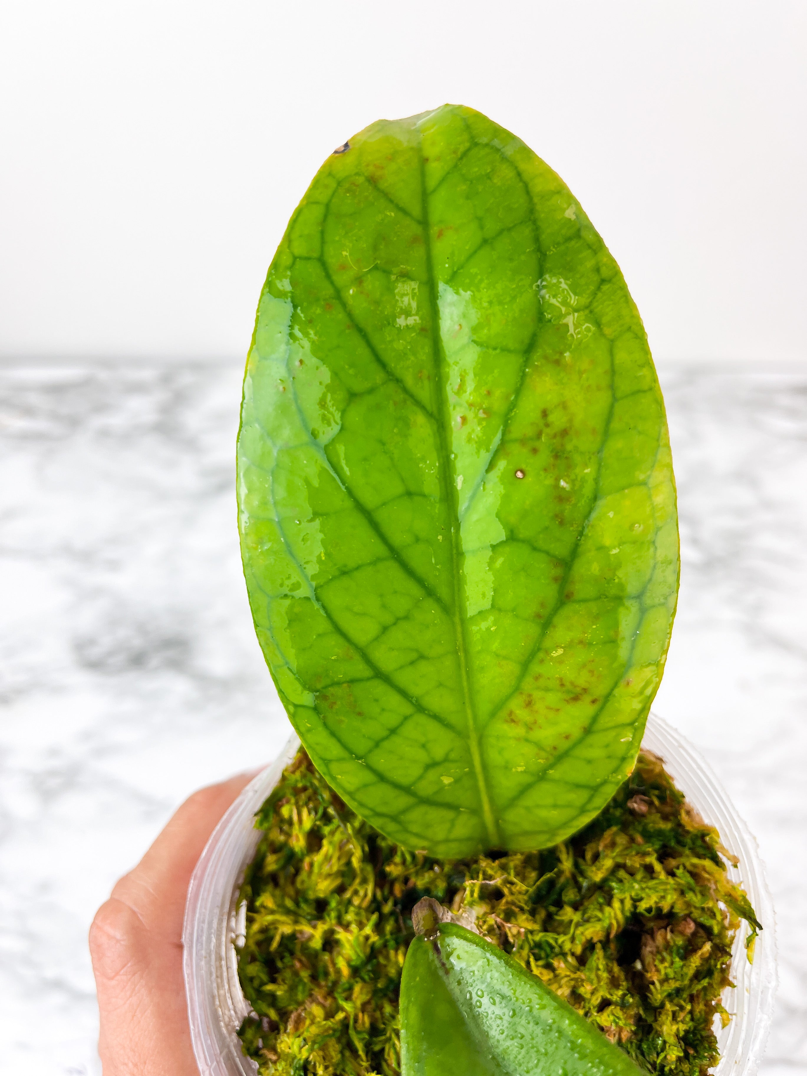 Hoya meredithii 2 big leaves and 2 buds rooted. Sun stressing