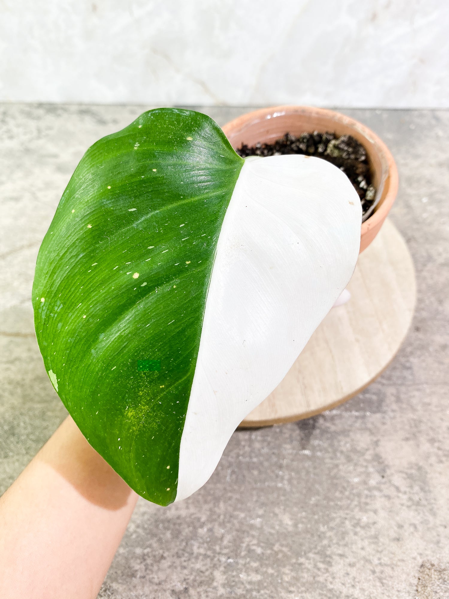 Philodendron white princess half moon 1 leaf fully rooted