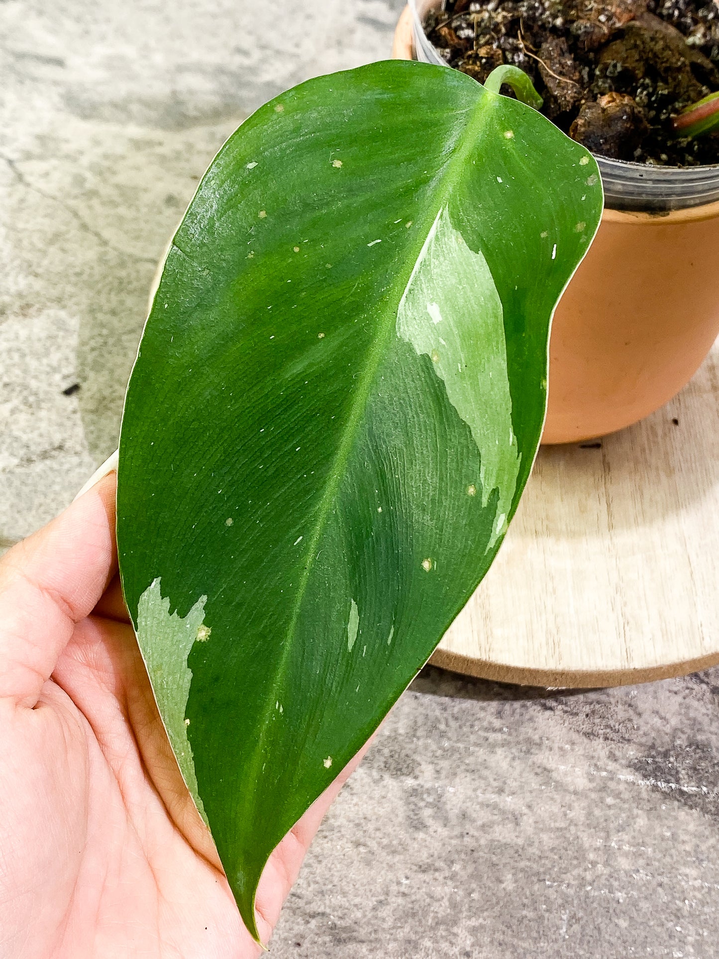 Philodendron white princess 2 leaves fully rooted