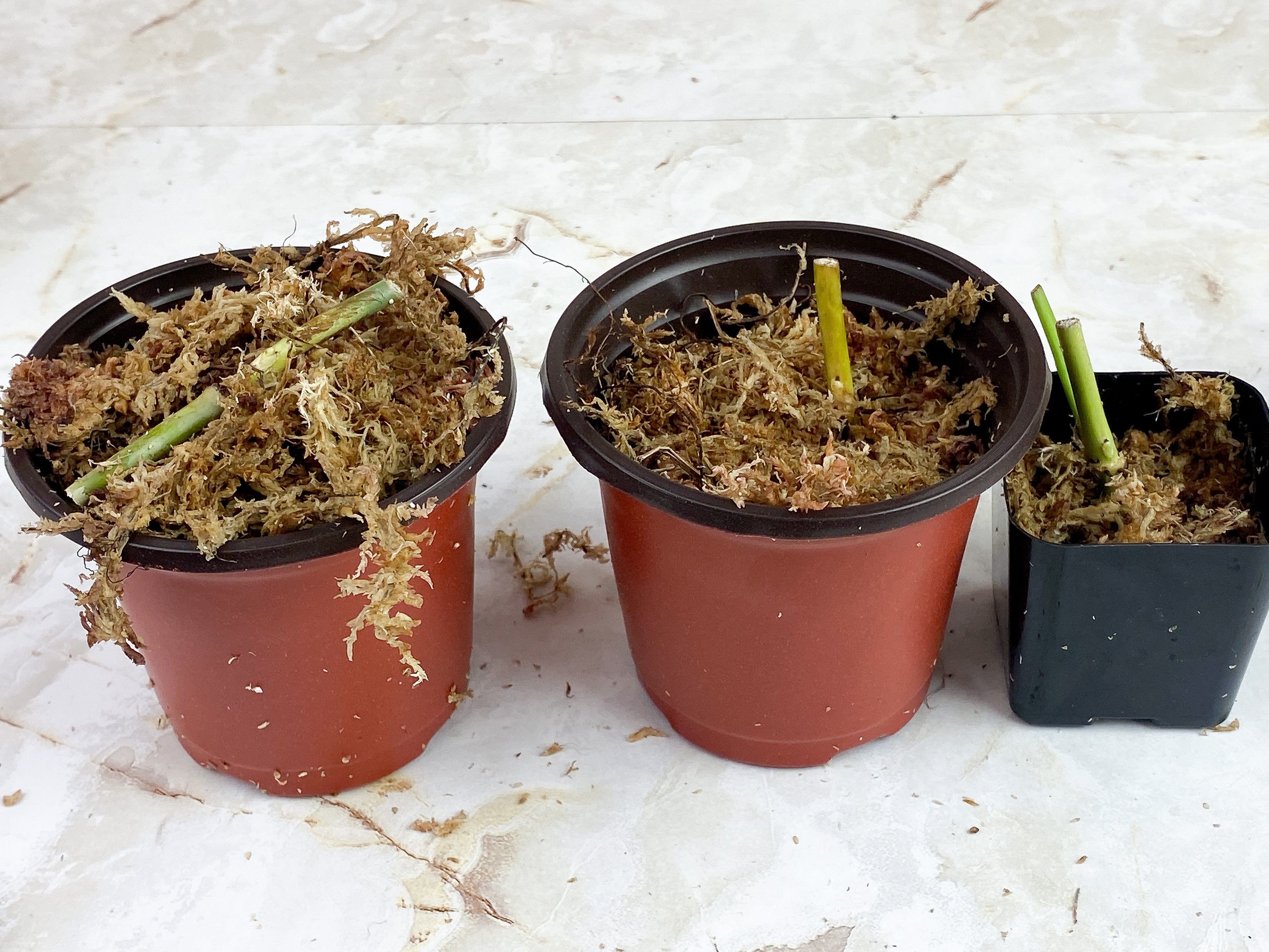 Private sale Philodendron Spledid node rooting