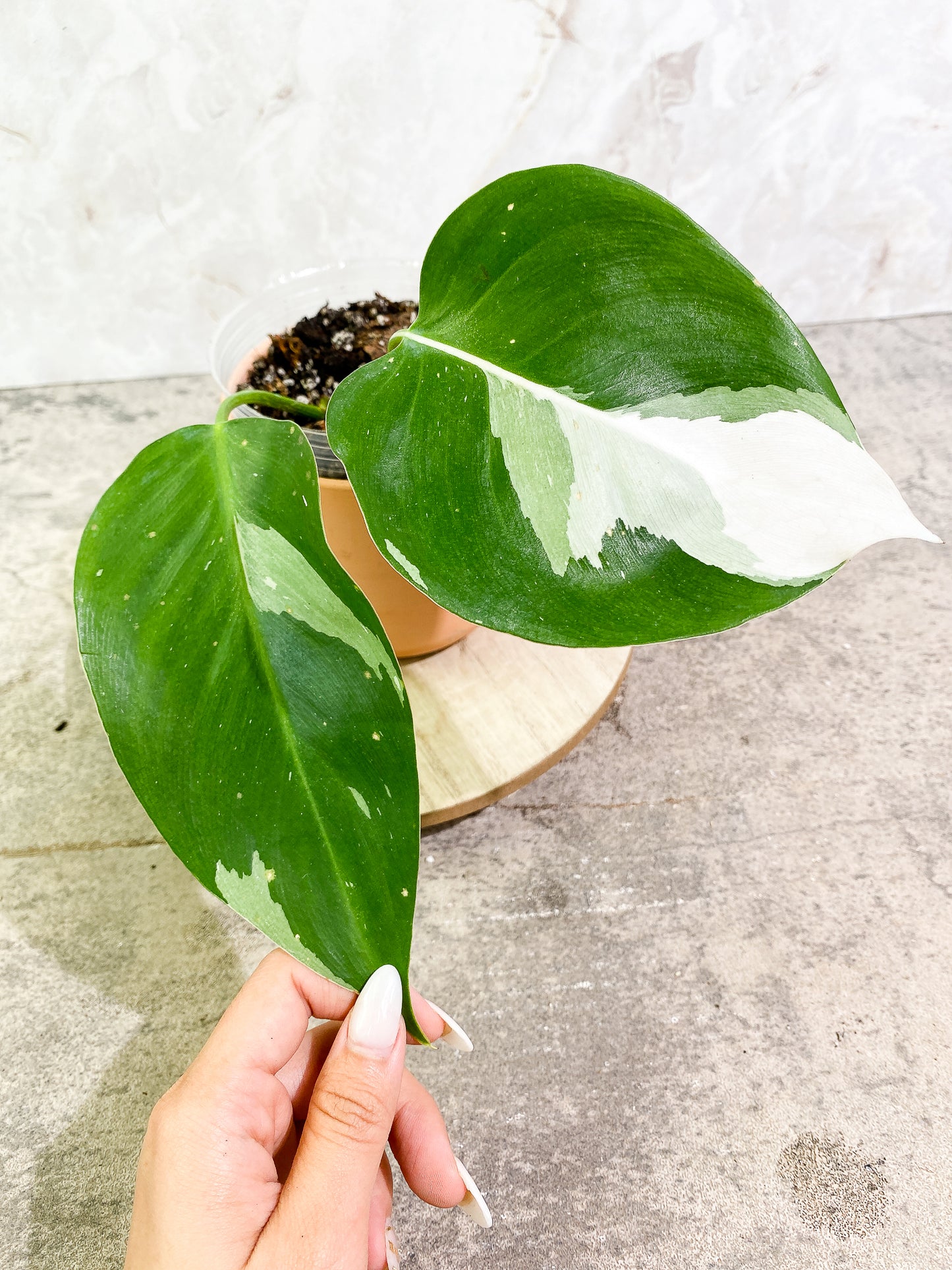 Philodendron white princess 2 leaves fully rooted