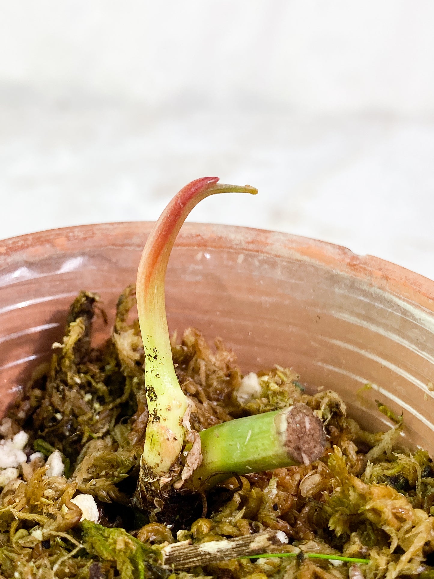 Philodendron gigas 1 sprout Rooting