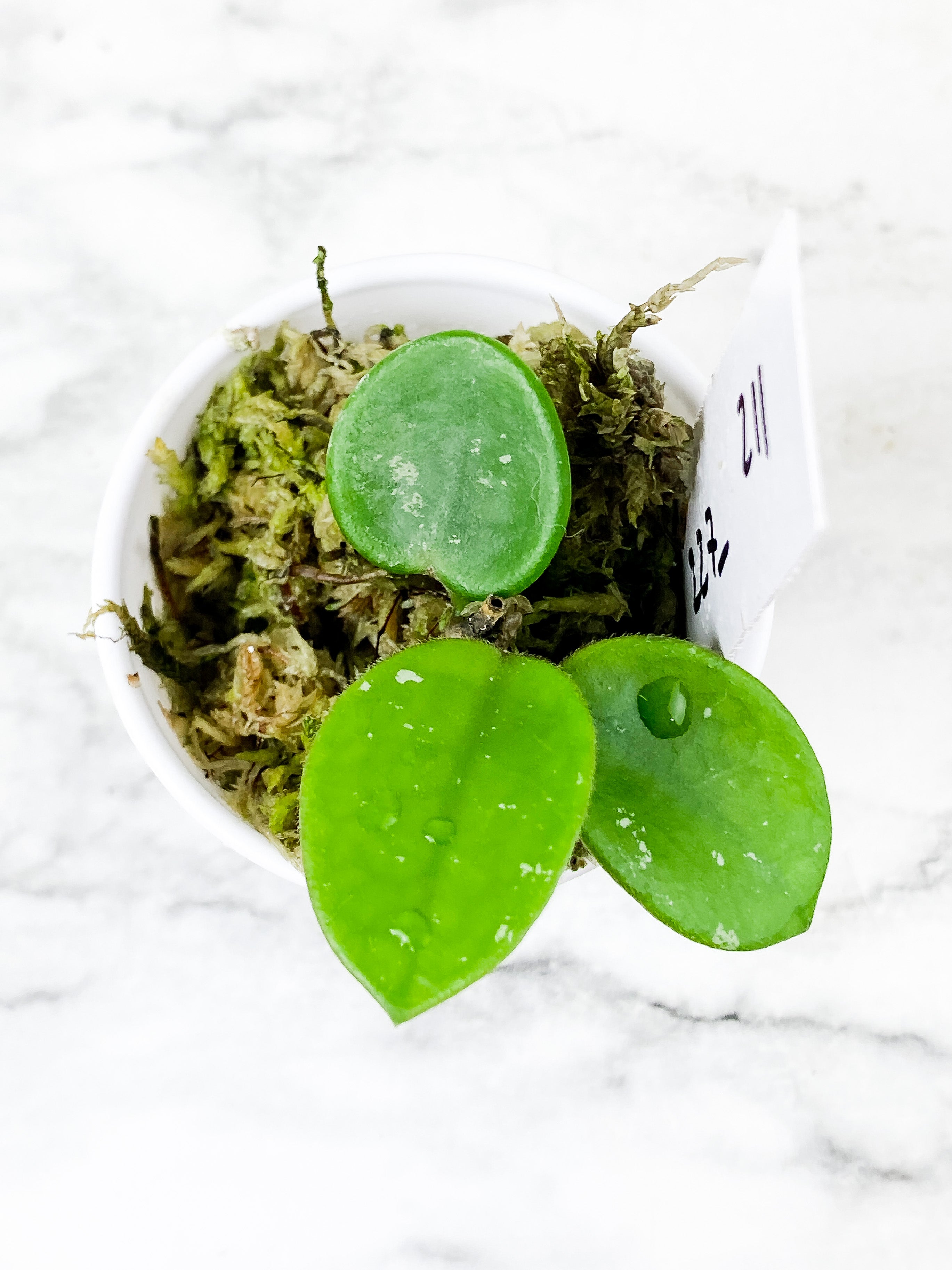 Hoya Mathilde Silver 4 leaves Rooted