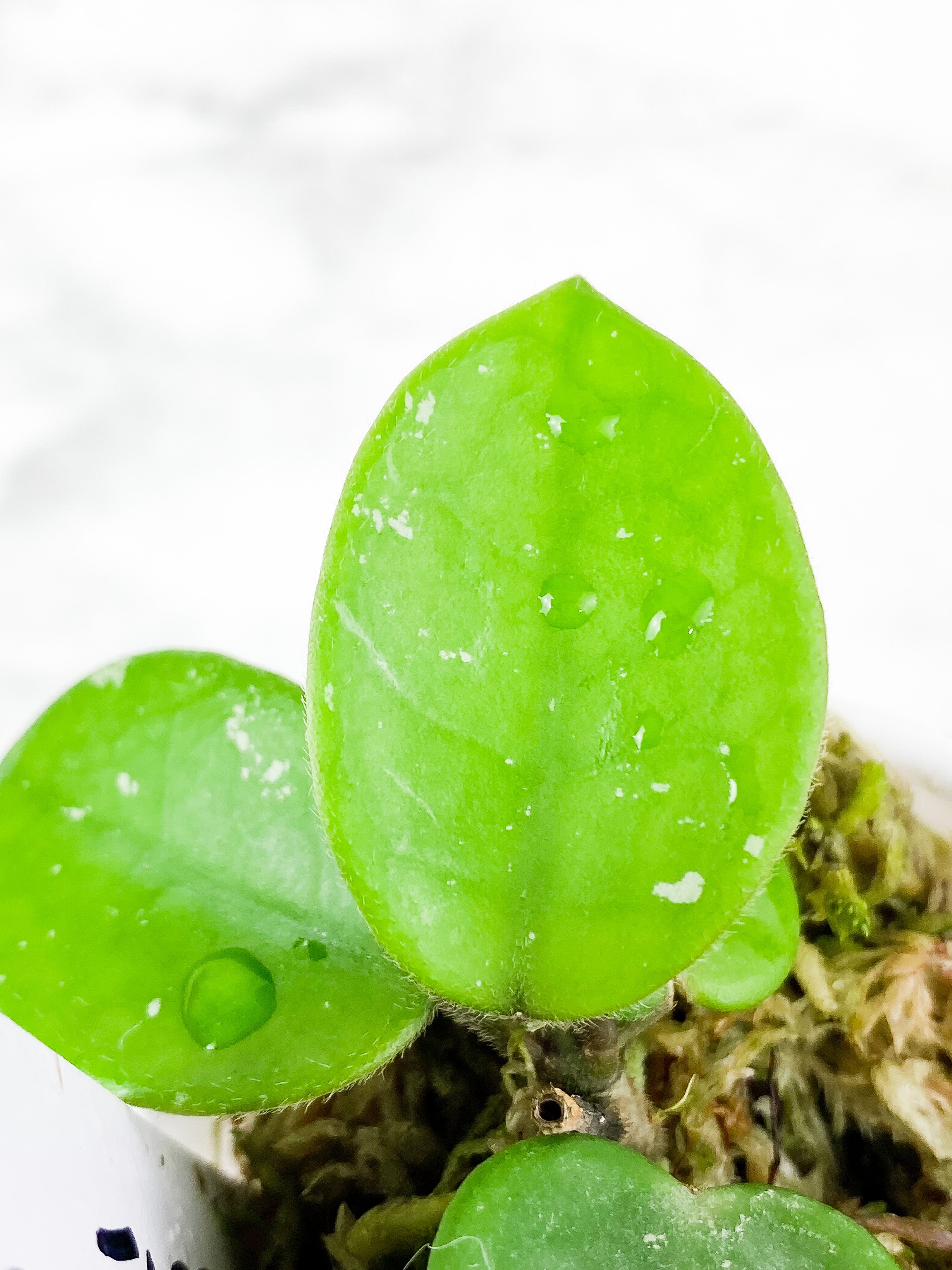 Hoya Mathilde Silver 4 leaves Rooted