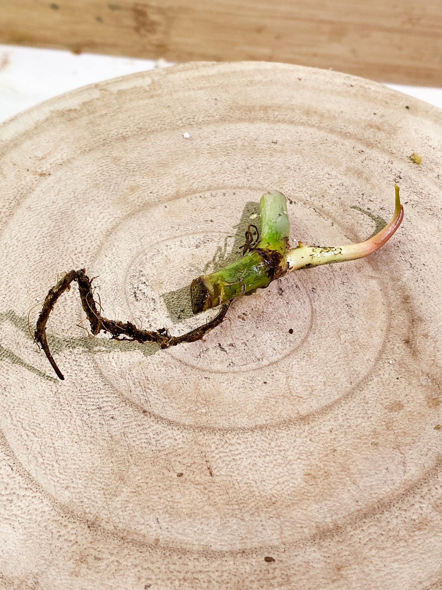 Philodendron gigas 1 sprout Rooting