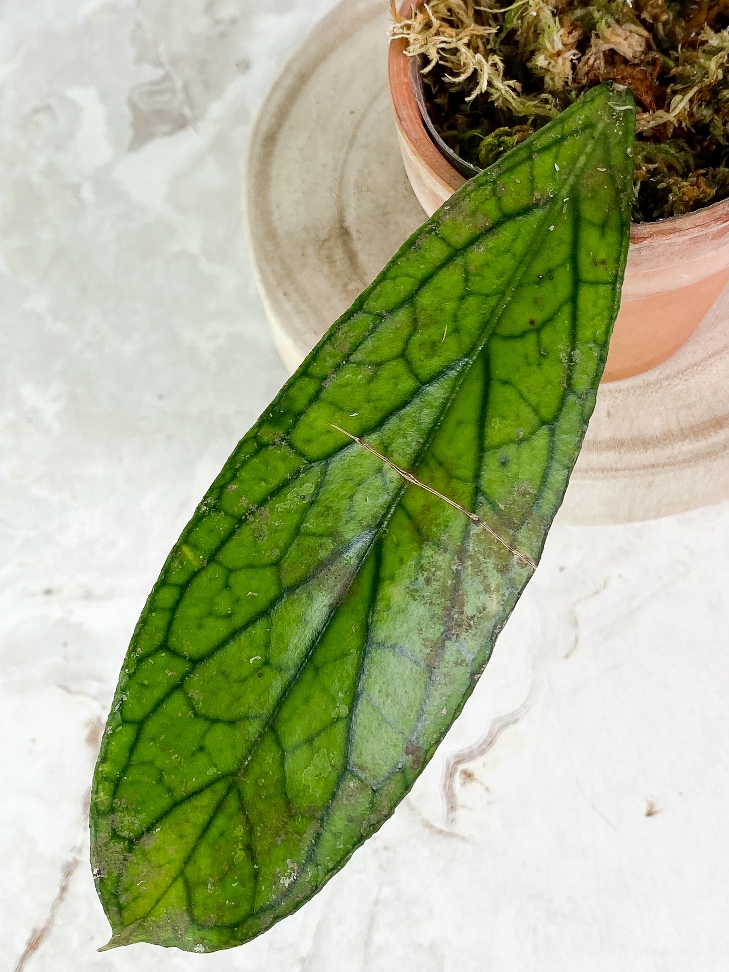 Hoya tenggamus 1 leaf Rooted