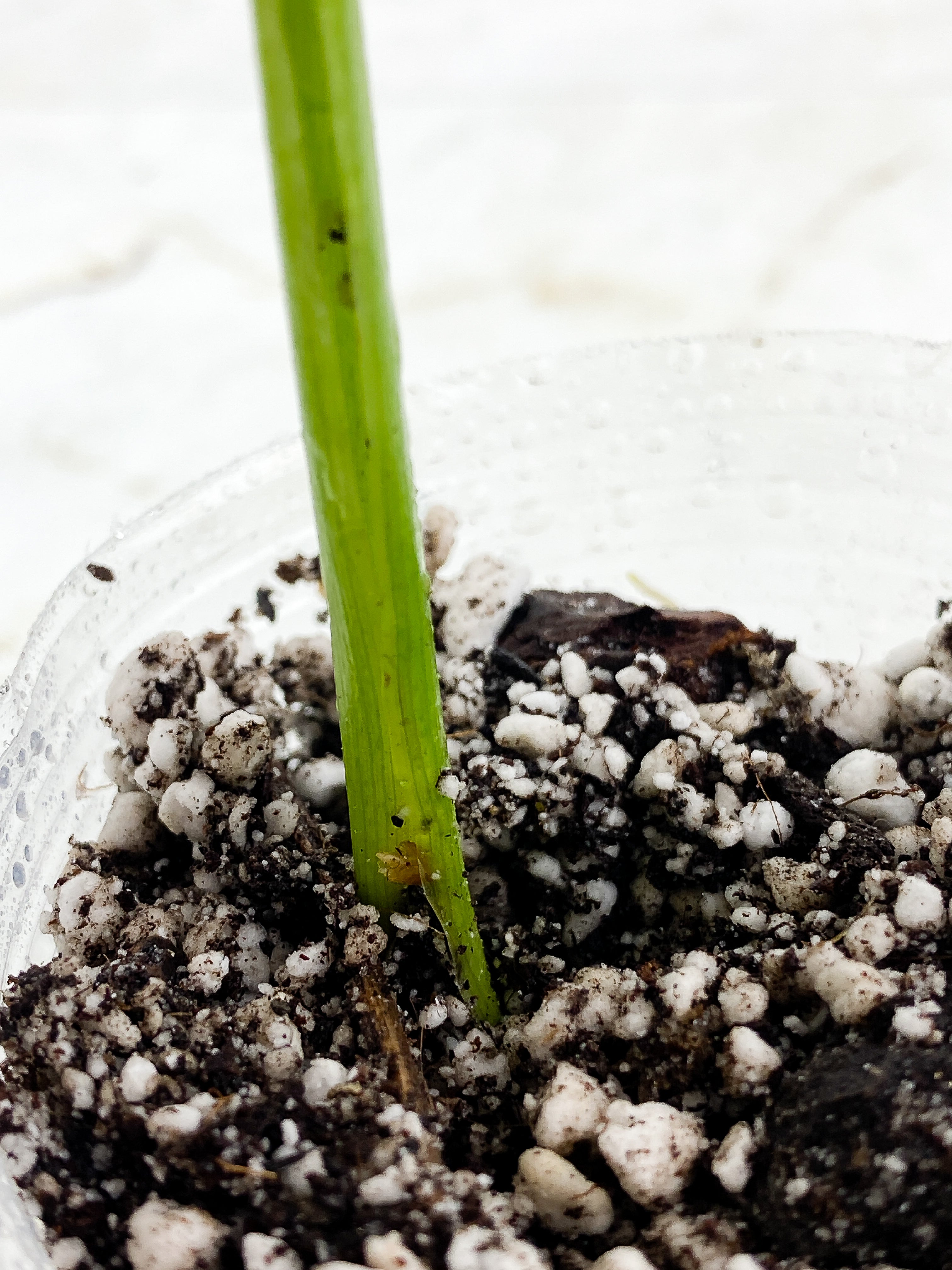 Philodendron Jose Buono  Slightly Rooted 1 leaf