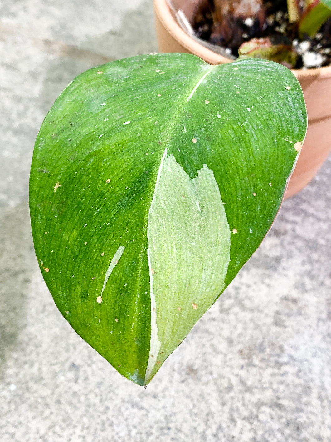 Philodendron White Princess 3 leaves 1 sprout slightly rooted