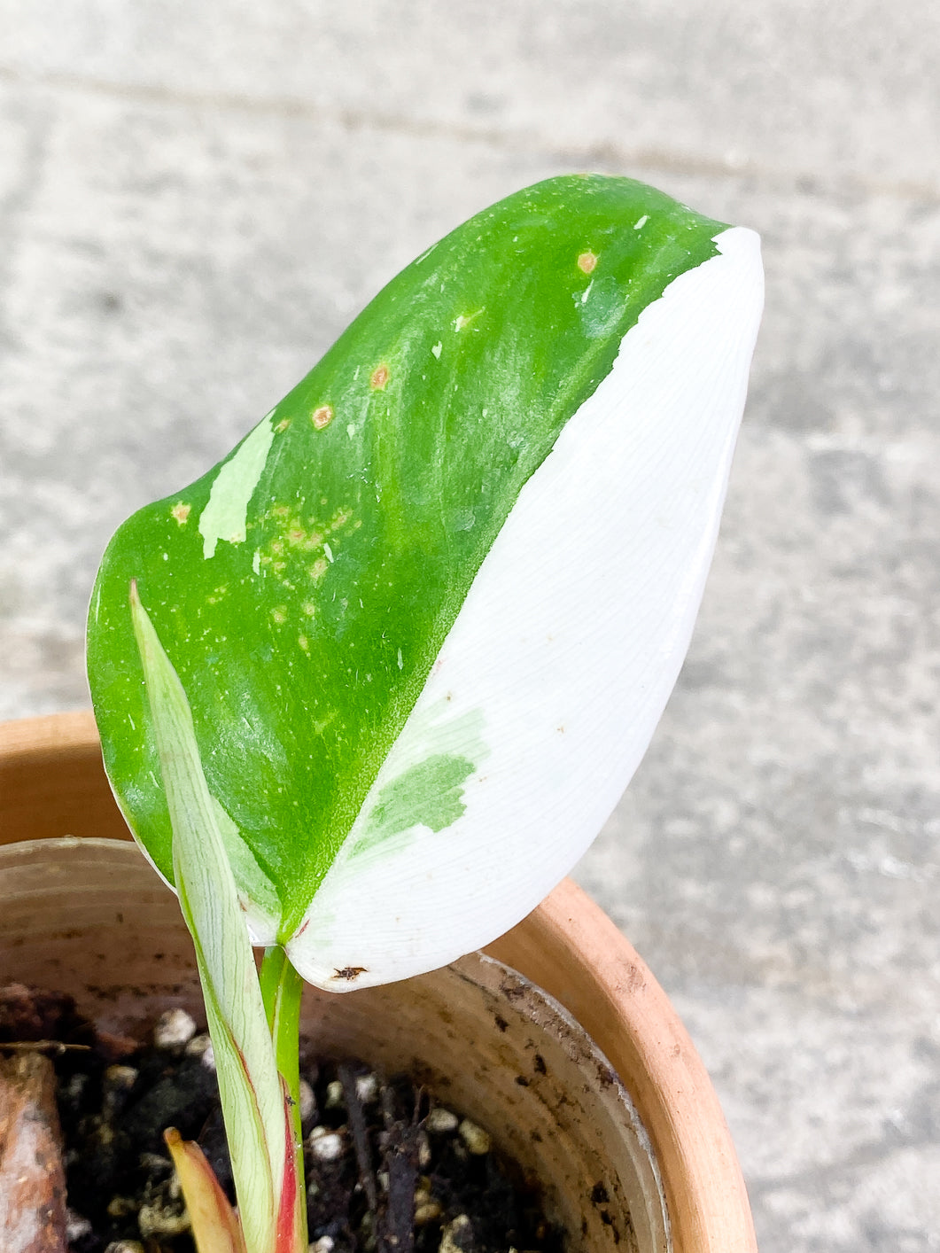 Philodendron White Princess 3 leaves 1 sprout slightly rooted