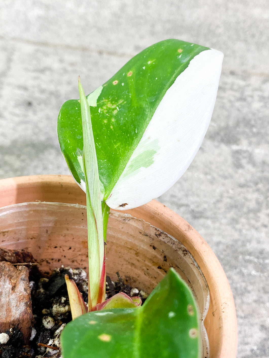 Philodendron White Princess 3 leaves 1 sprout slightly rooted