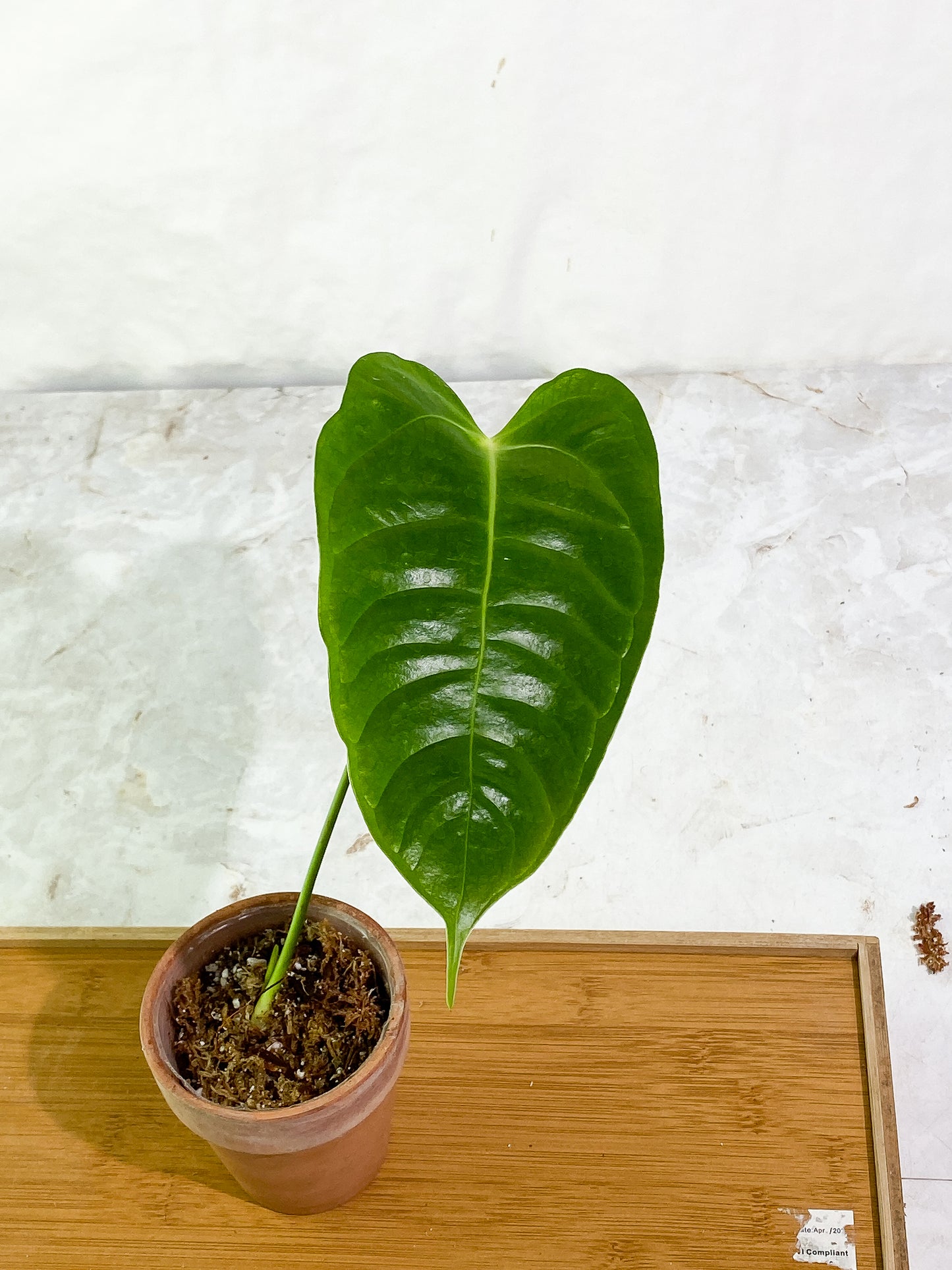 Anthurium King Veitchii slightly rooted  1 leaf 1 sprout top cutting